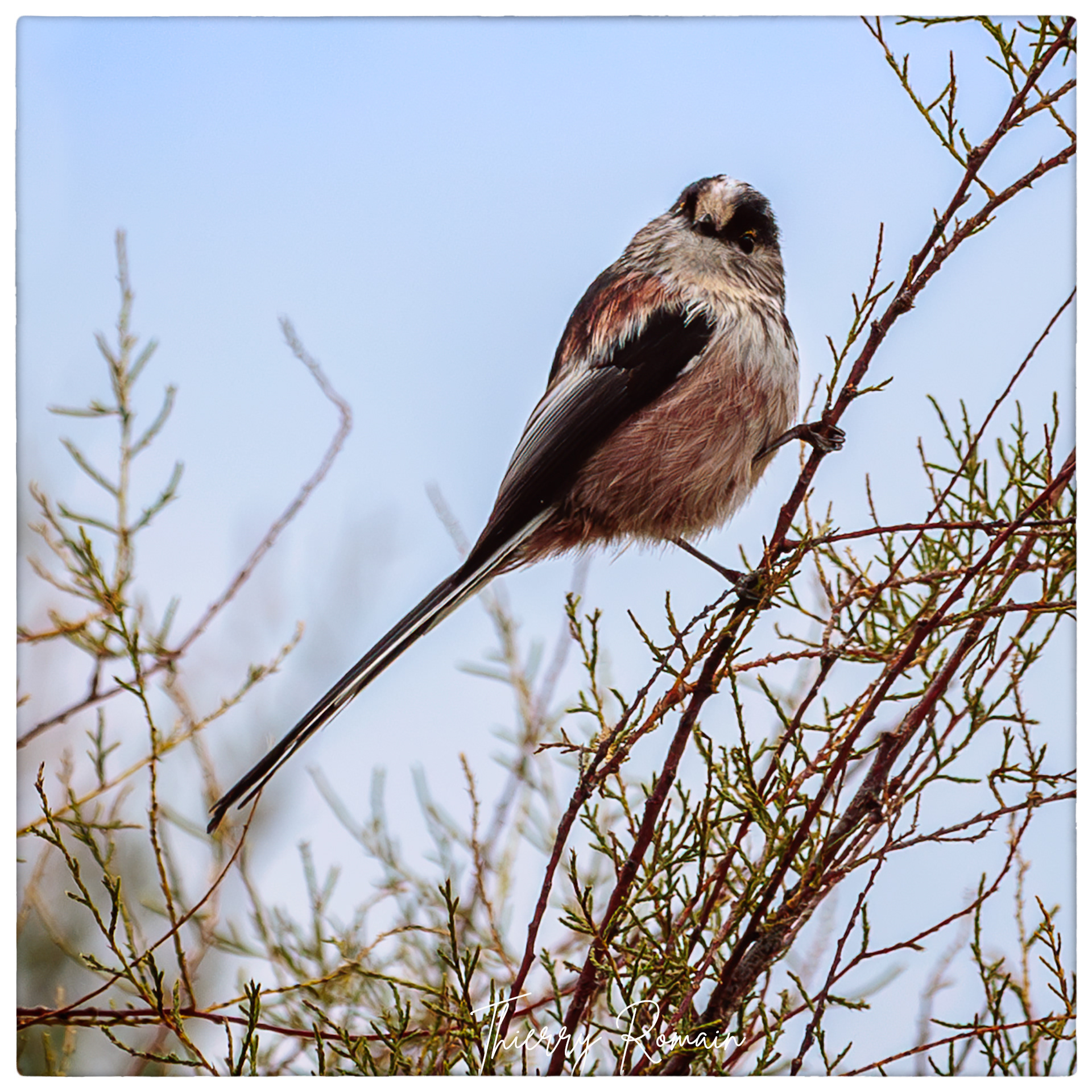 Orite à longue queue - Sainte Eulard