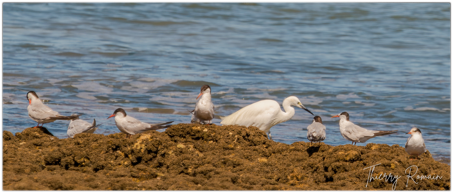 Sternes Pierregarin et Aigrette garzette