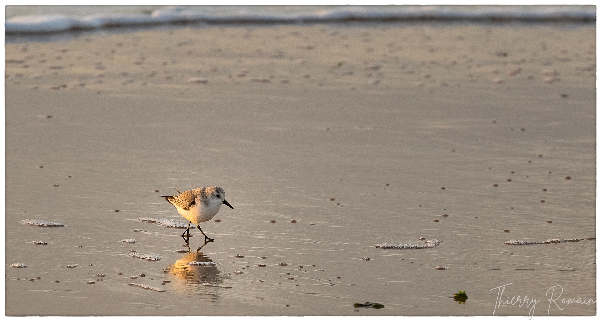 Bécasseau sanderling - Tridoux