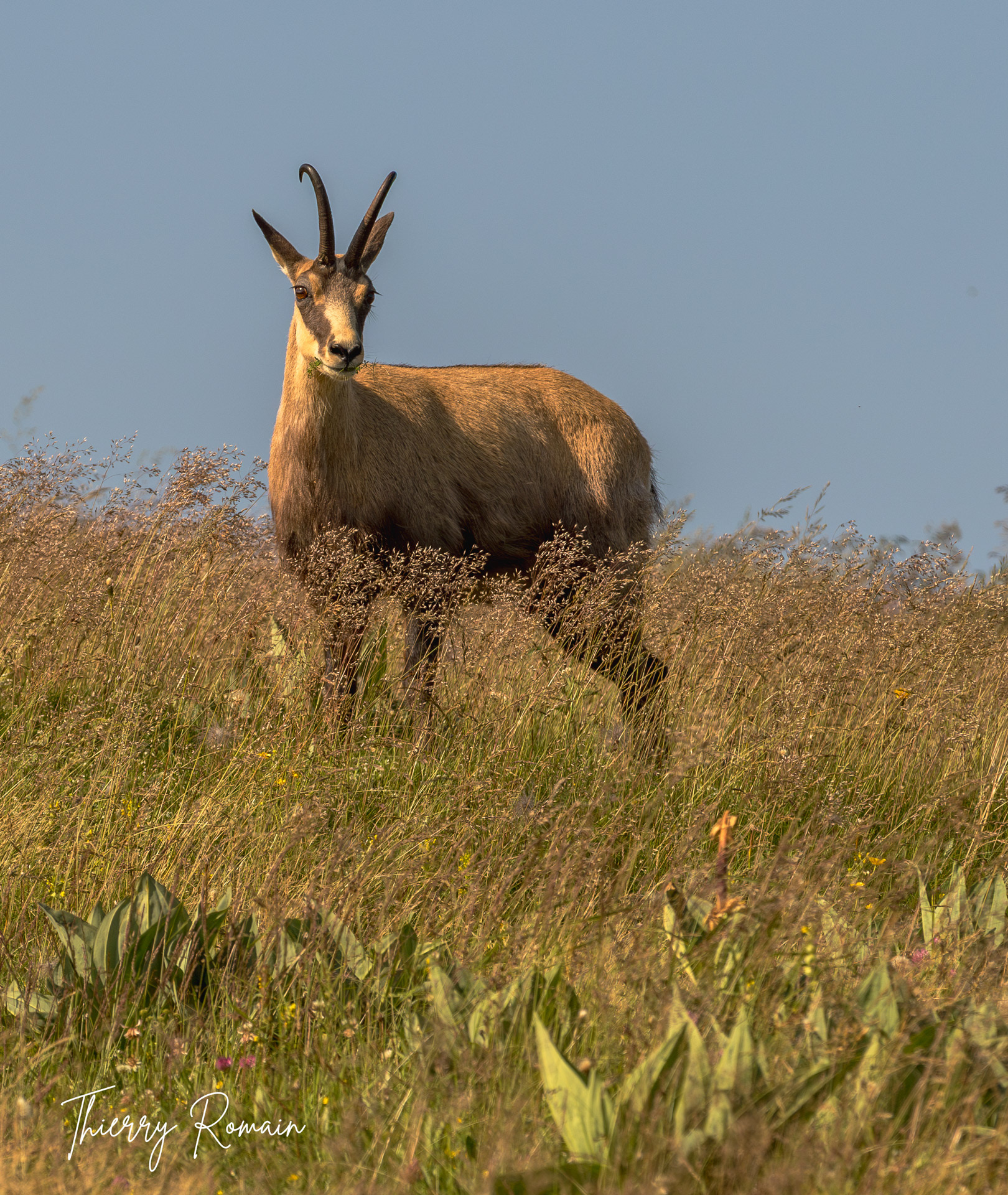 Chamois (88)