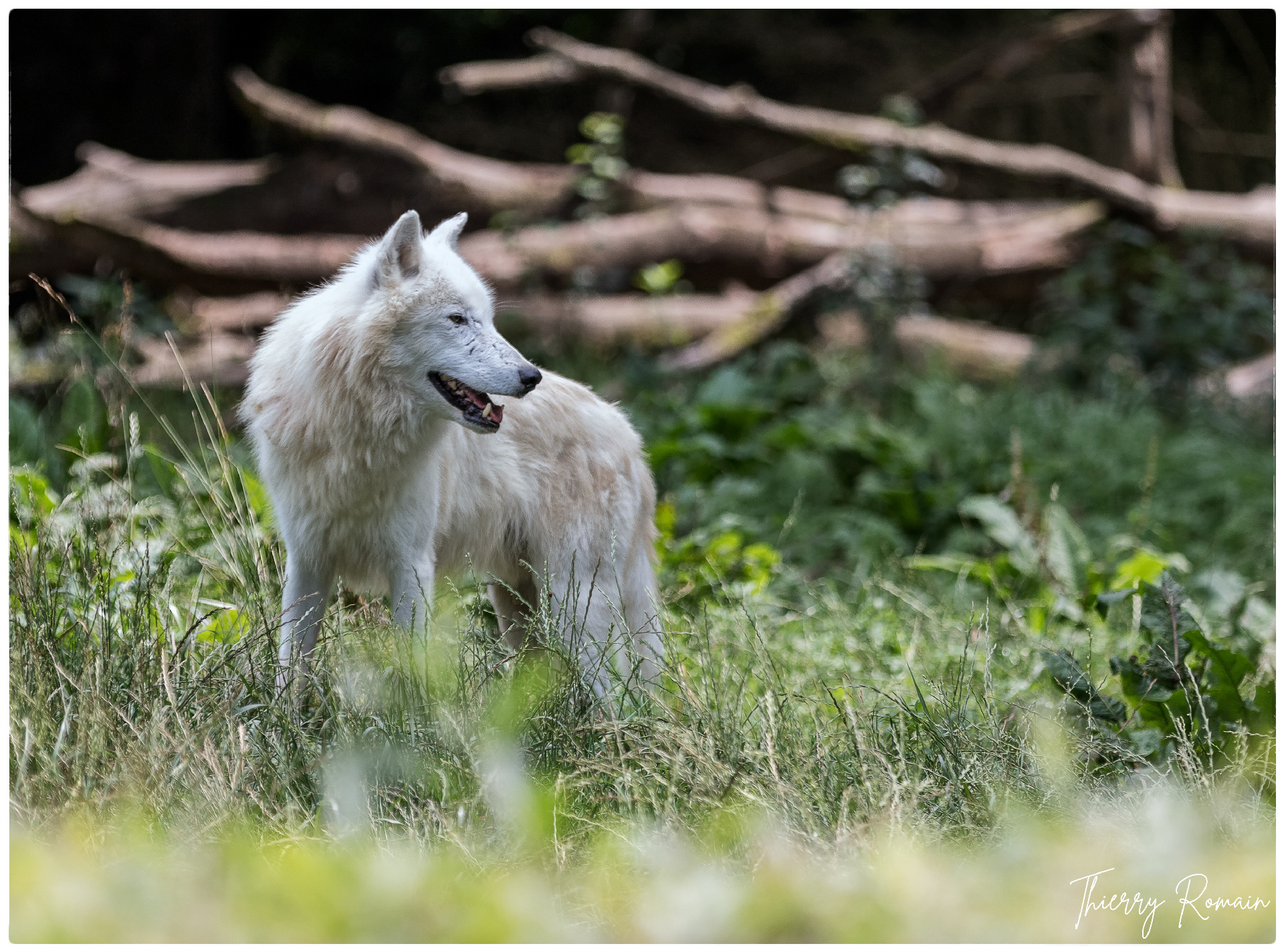 Loup arctique (57)