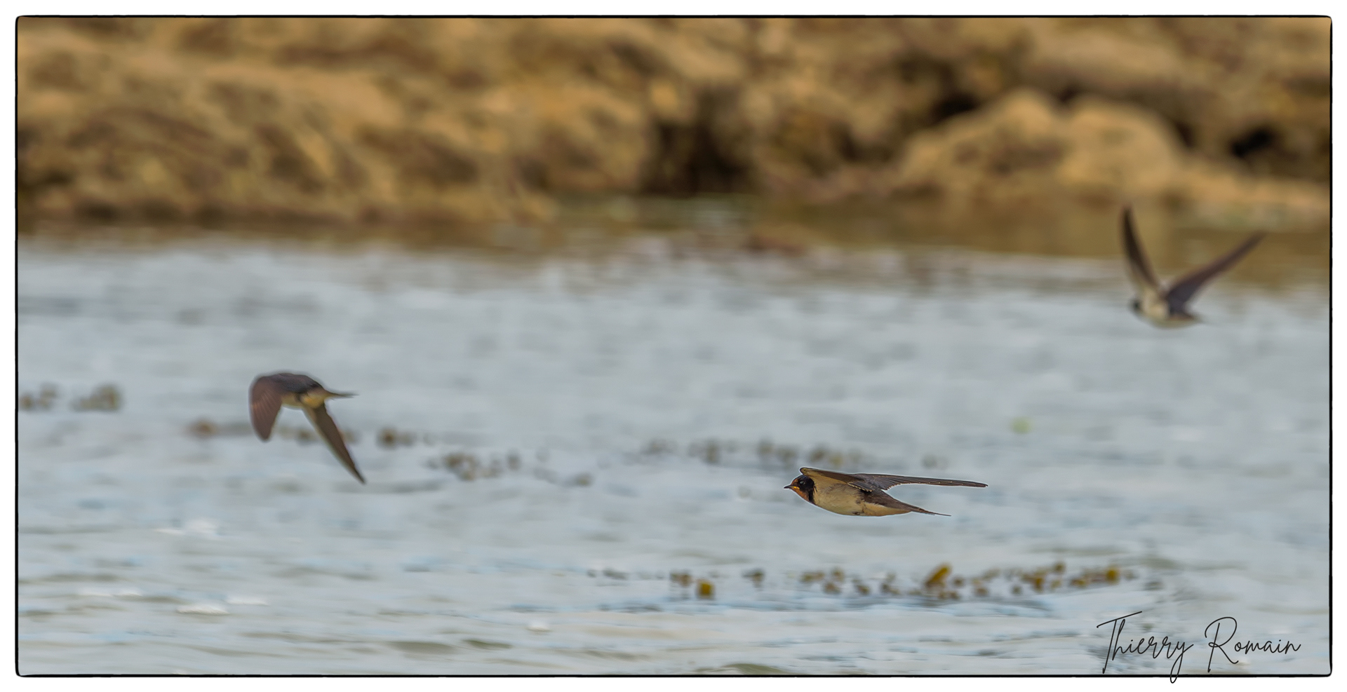Hirondelles rustiques (rochers de Jamblet)