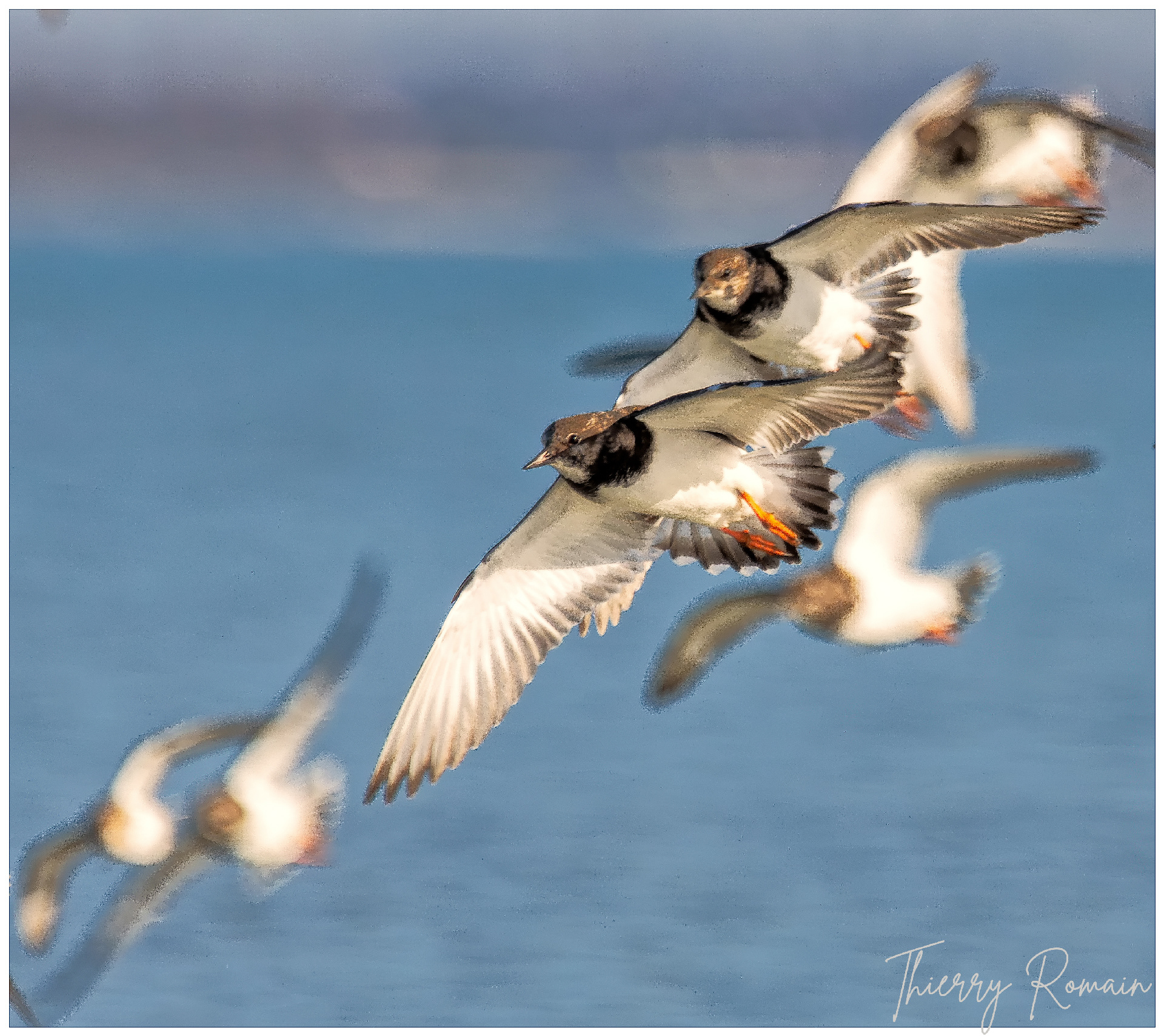Tournepierres à collier - plage du Saillant