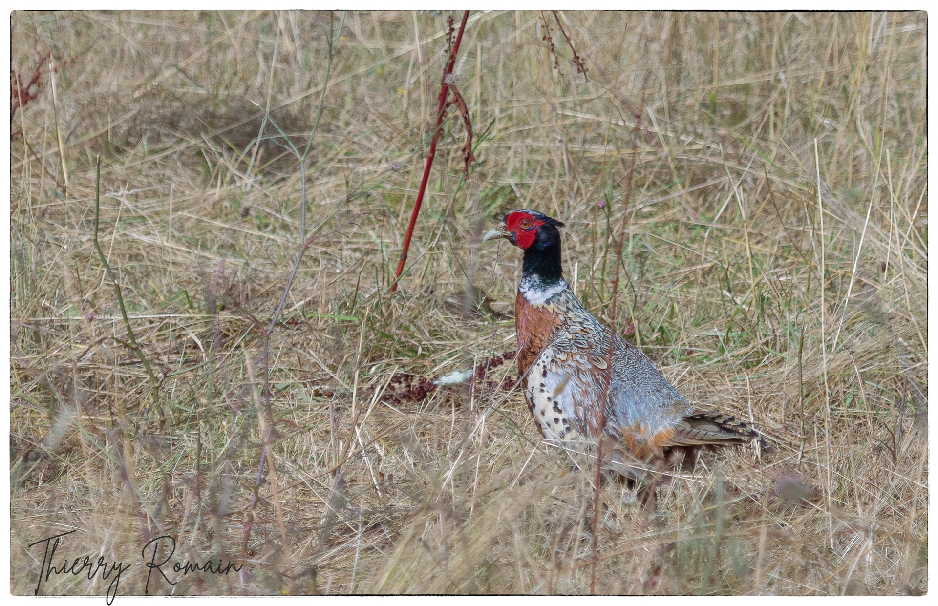 Faisans de colchide - remparts