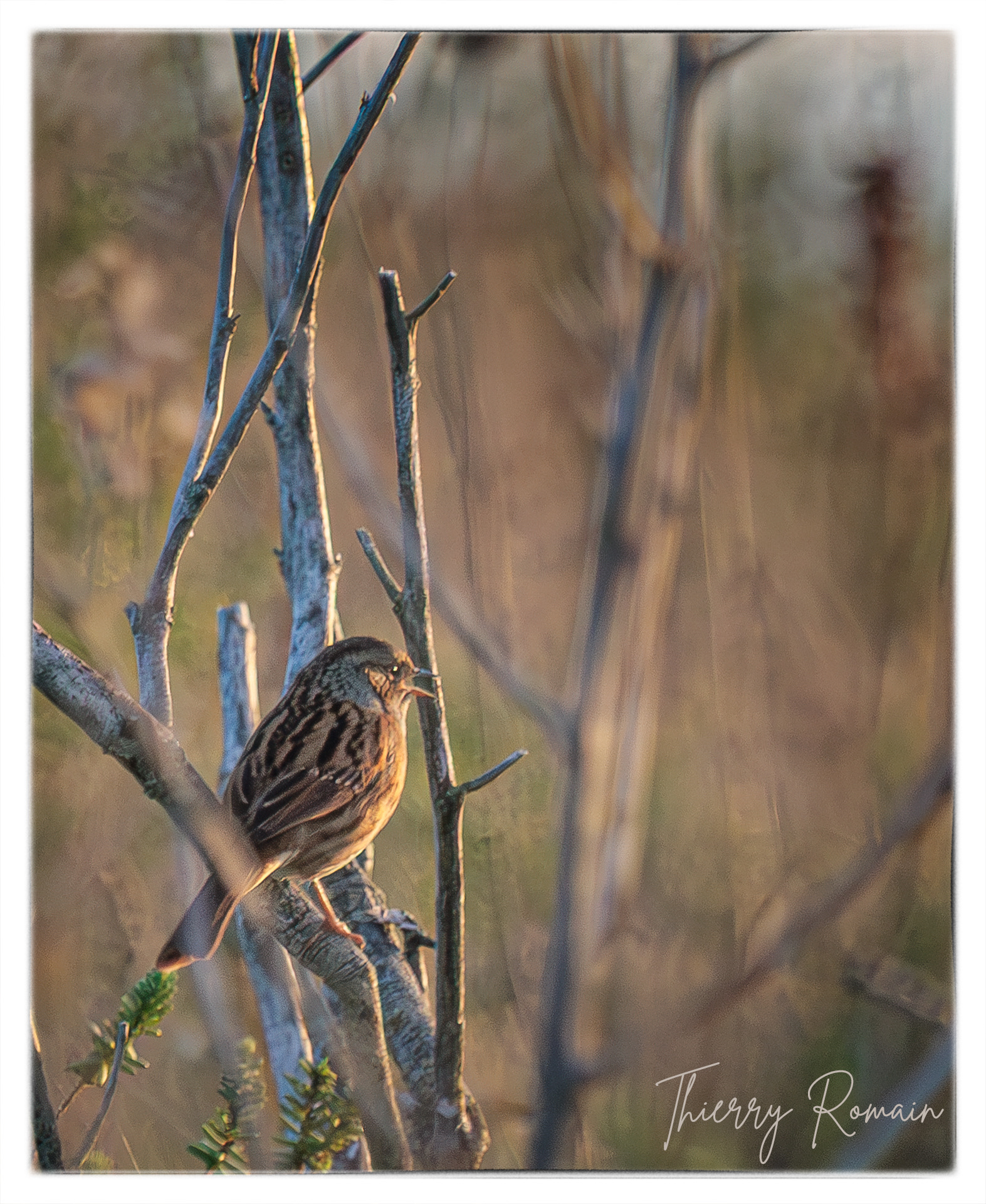 Accenteur mouchet - Anse du saillant