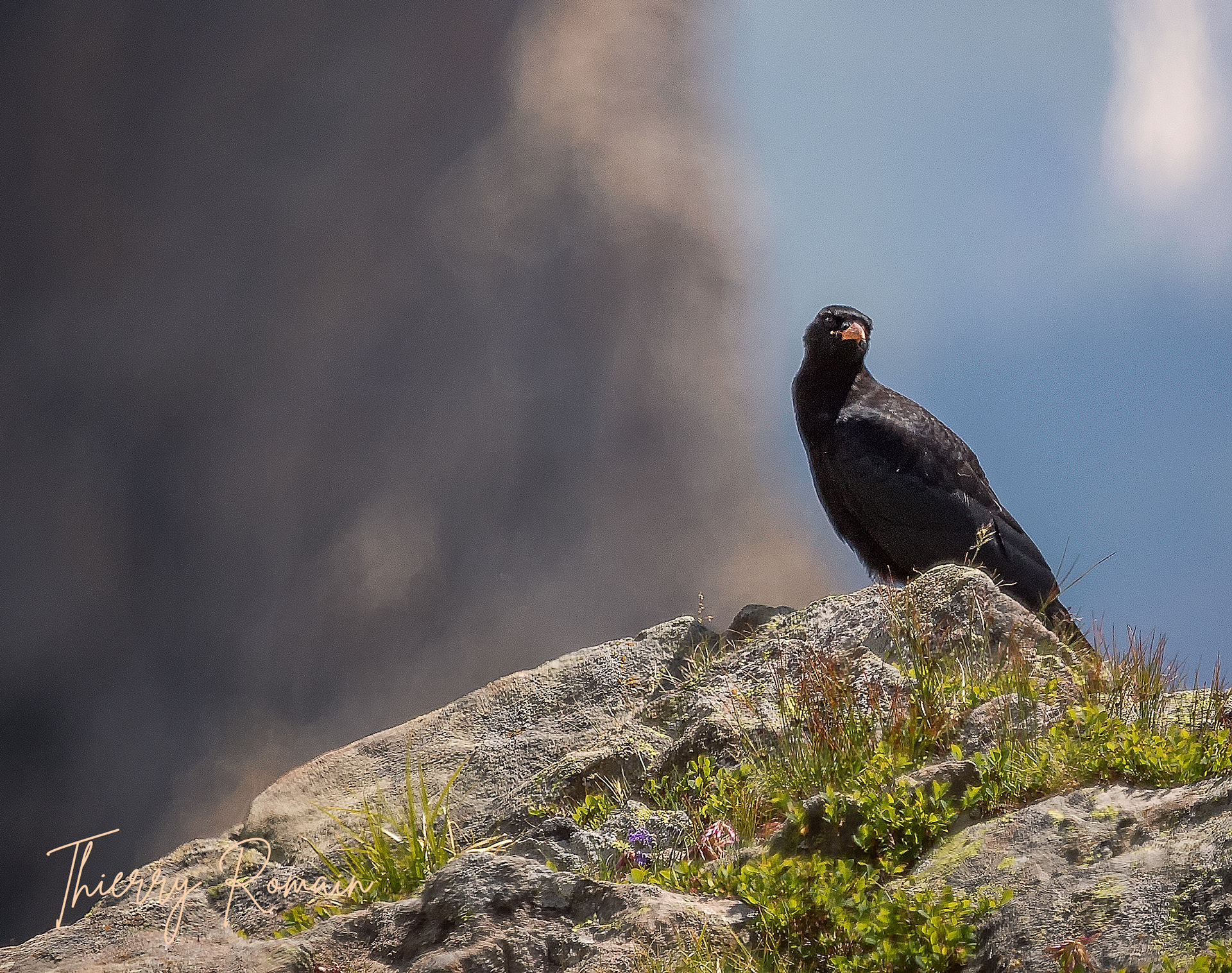 Crave à bec rouge (05)