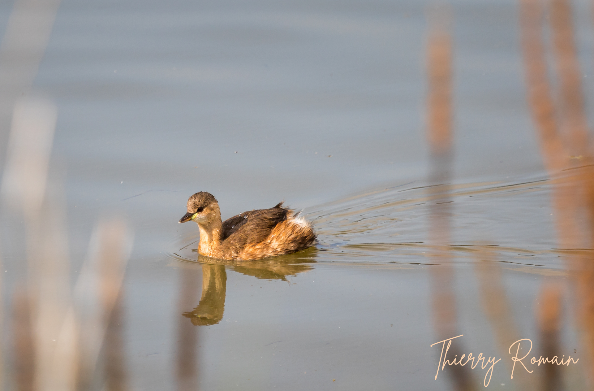 Grèbe castagneux (80)