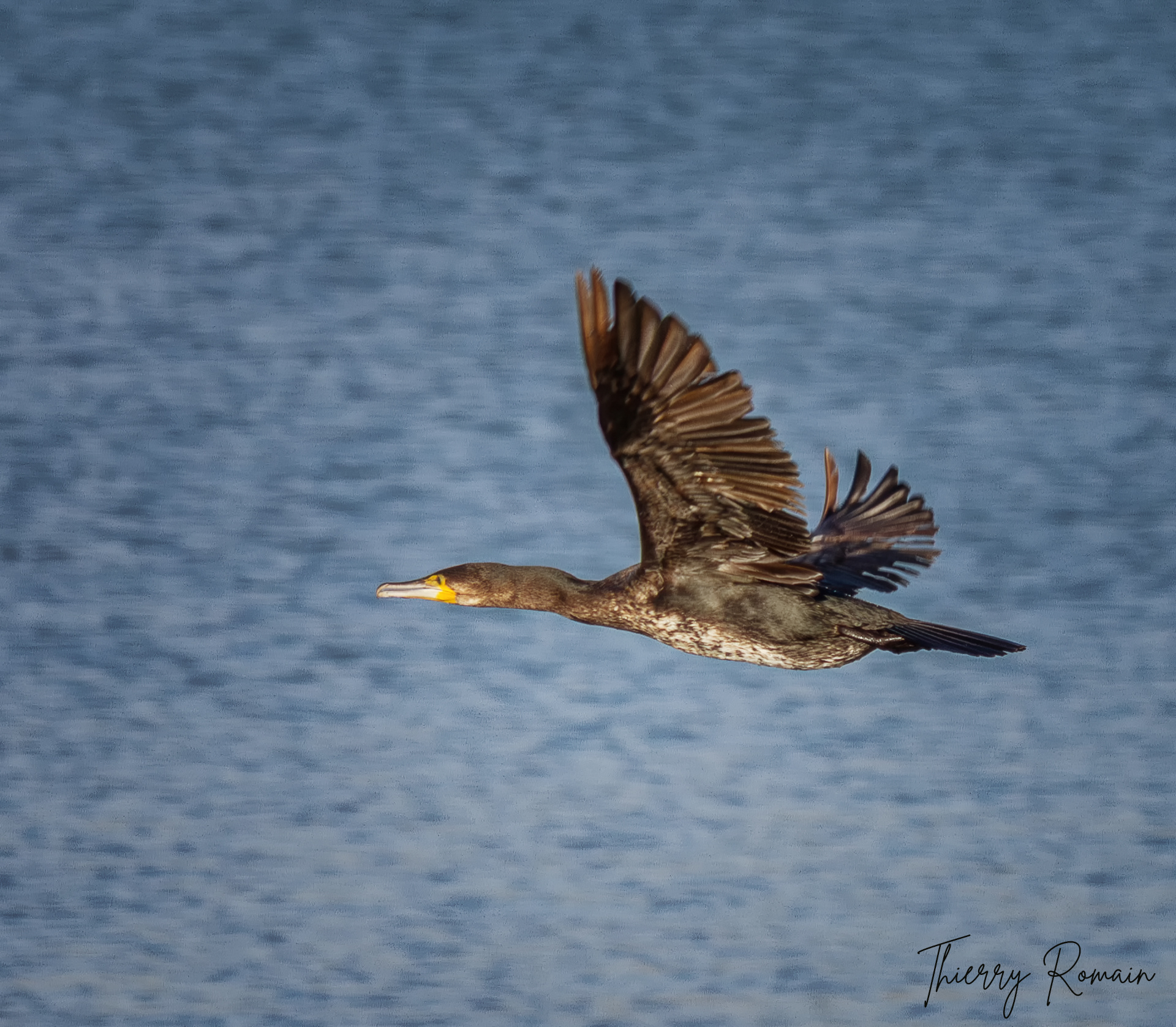 Grand cormoran (Vattetot-76)