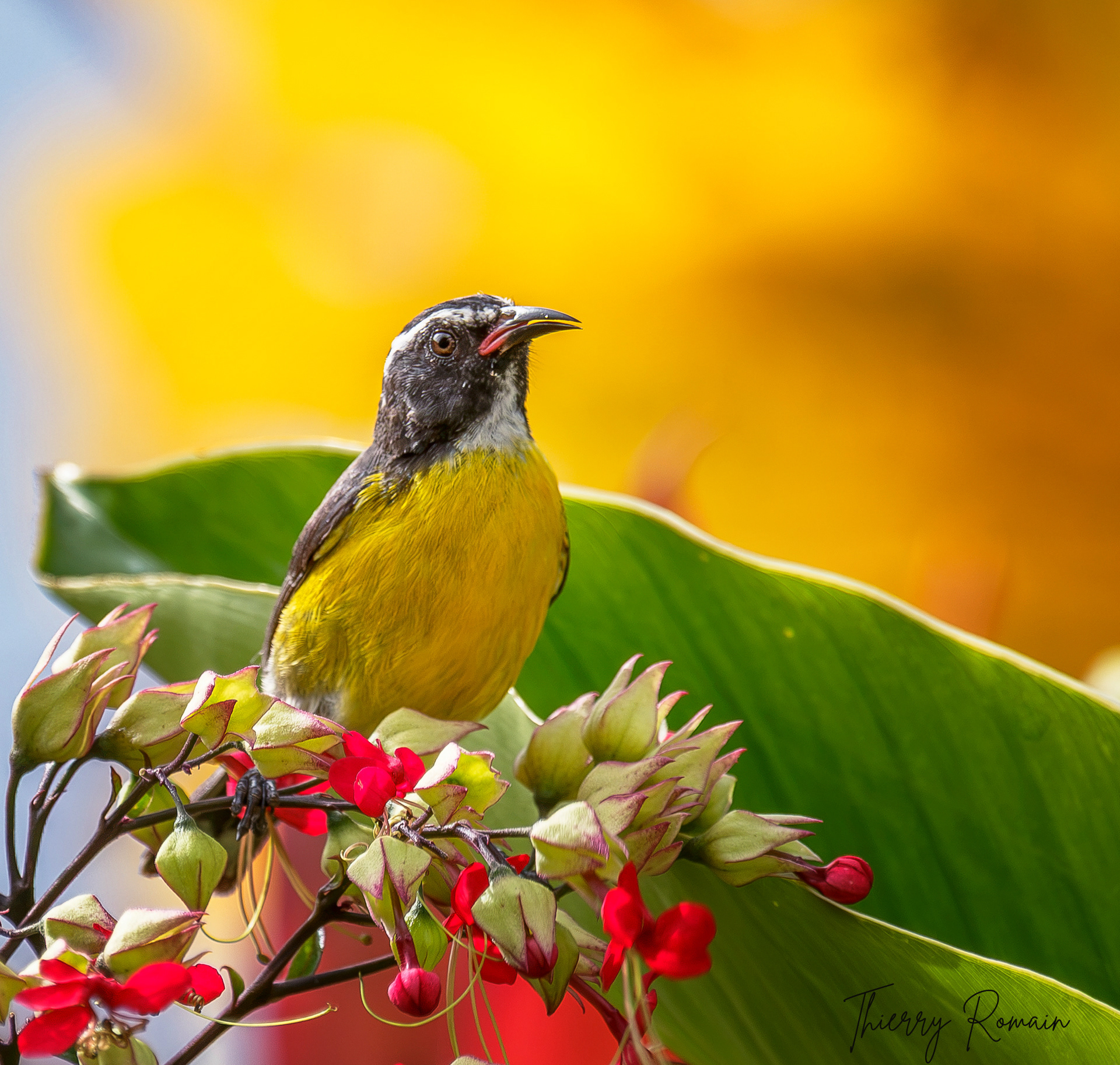 Sucrier à ventre jaune(Martinique-972)