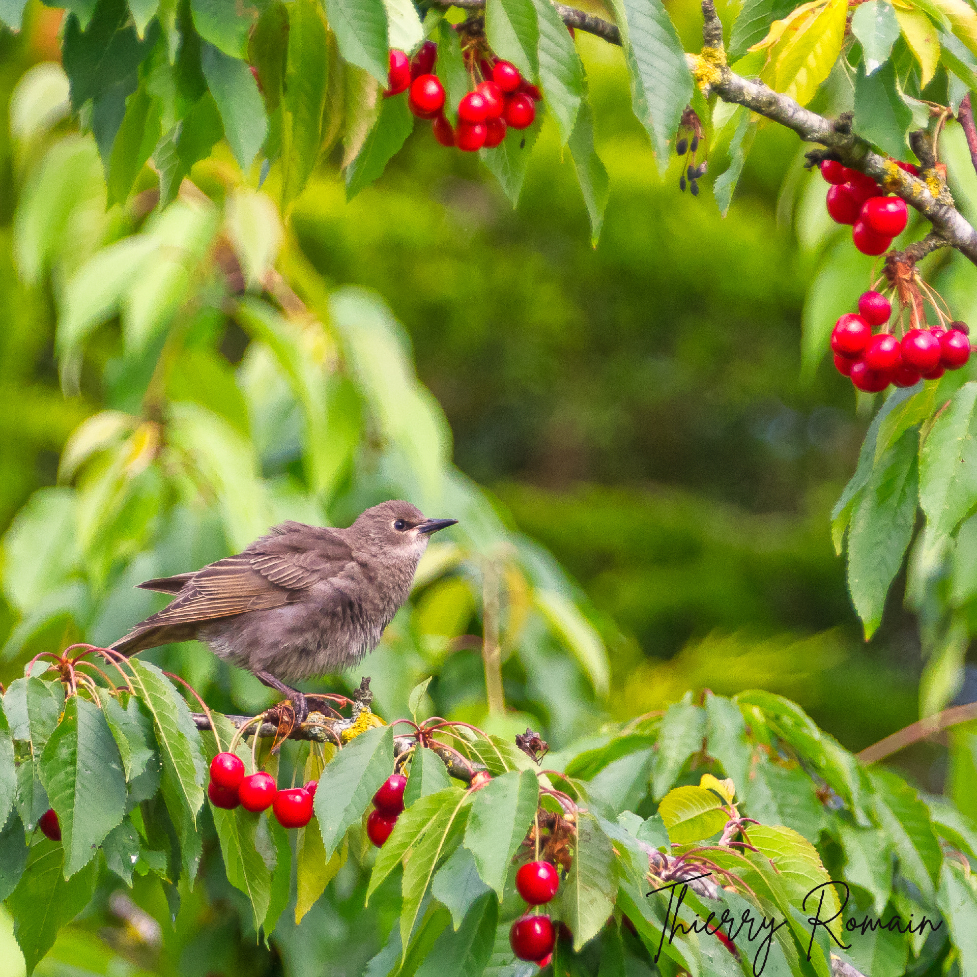 Etourneau sansonnet (53)