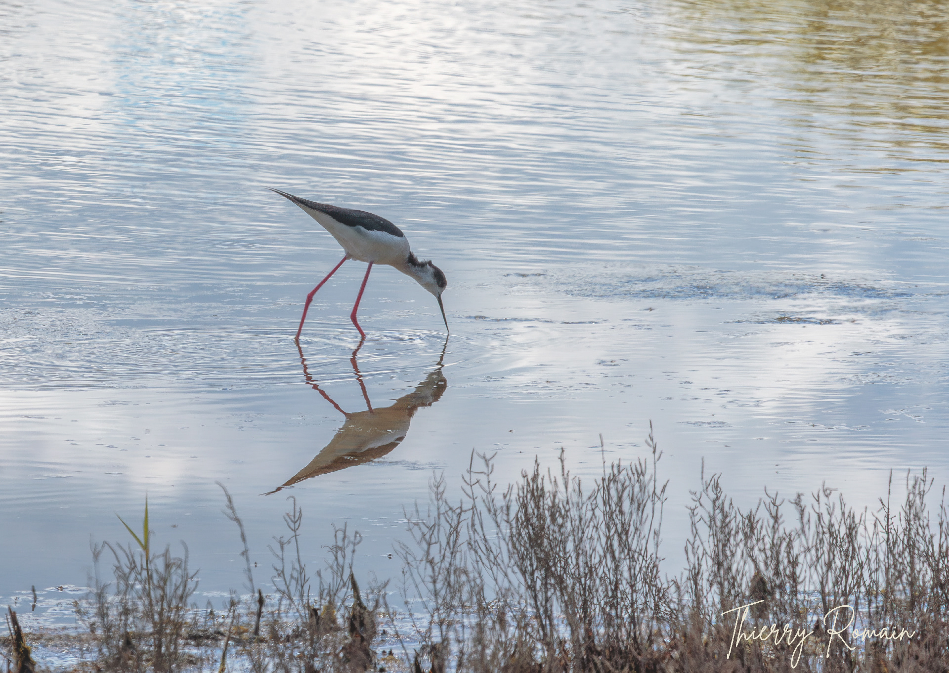 Échasse blanche (44)