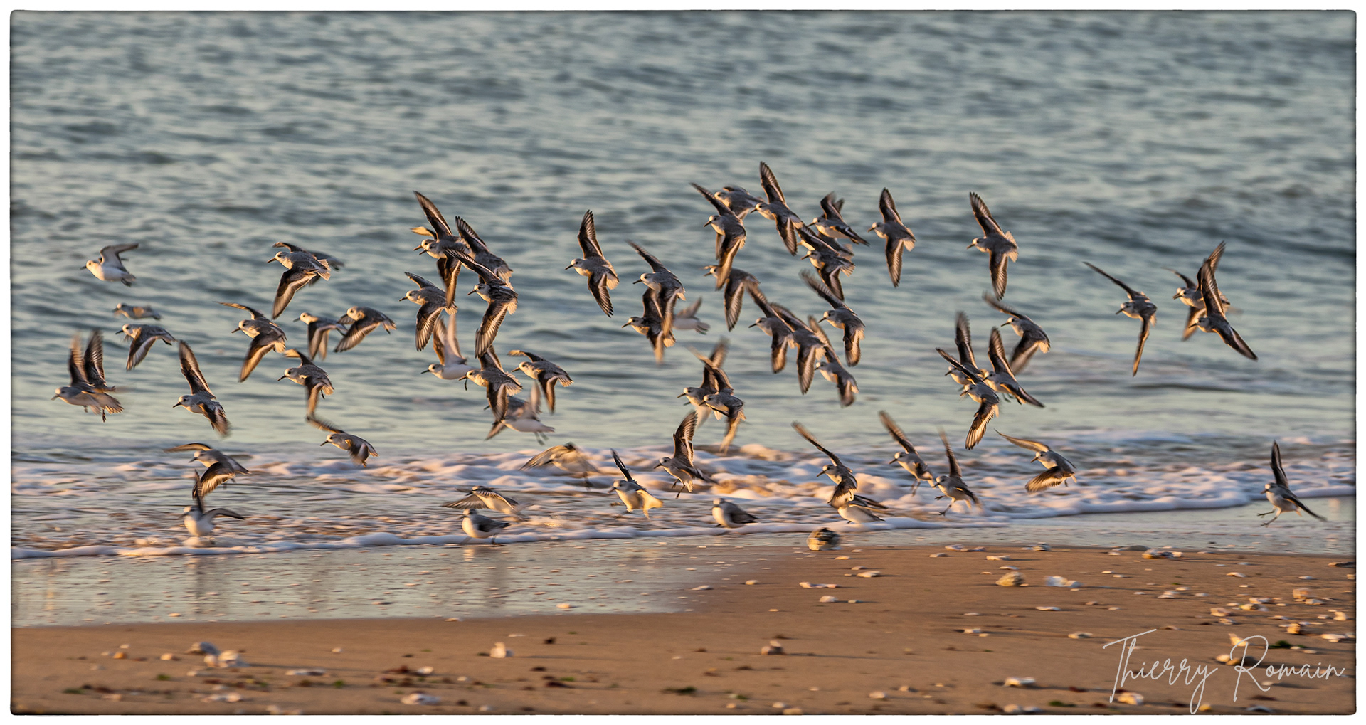 Vol de Bécasseaux sanderling - Tridoux