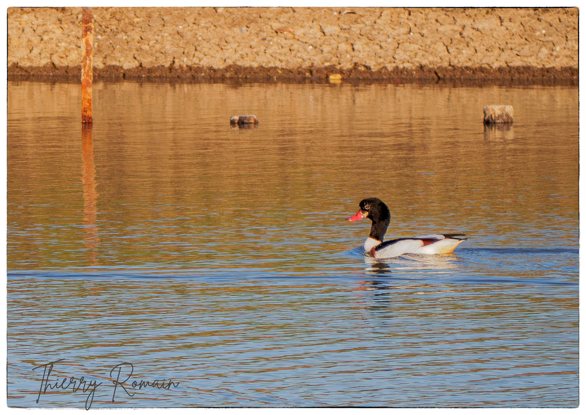 Tadorne de belon - dans les claires