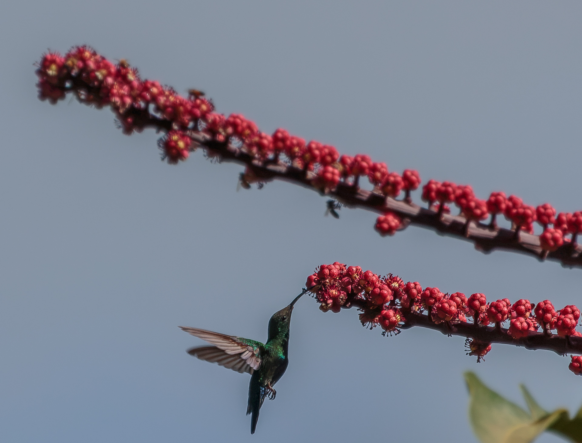 Colibri madère (Martinique-972)