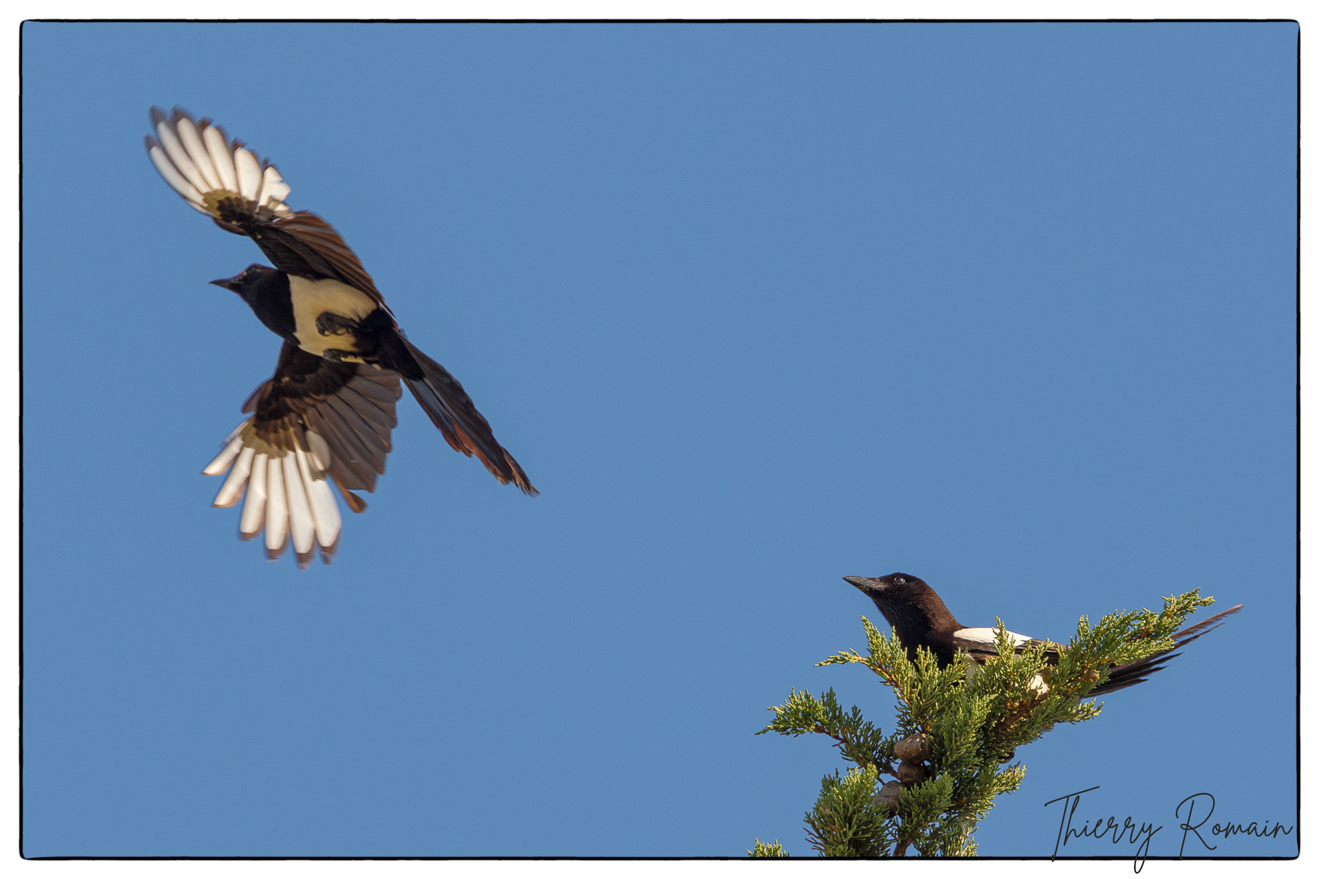 Pies bavardes - Tennis