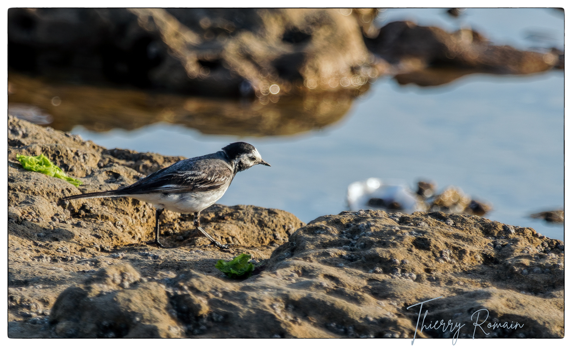 Bergeronnette grise - Jamblet