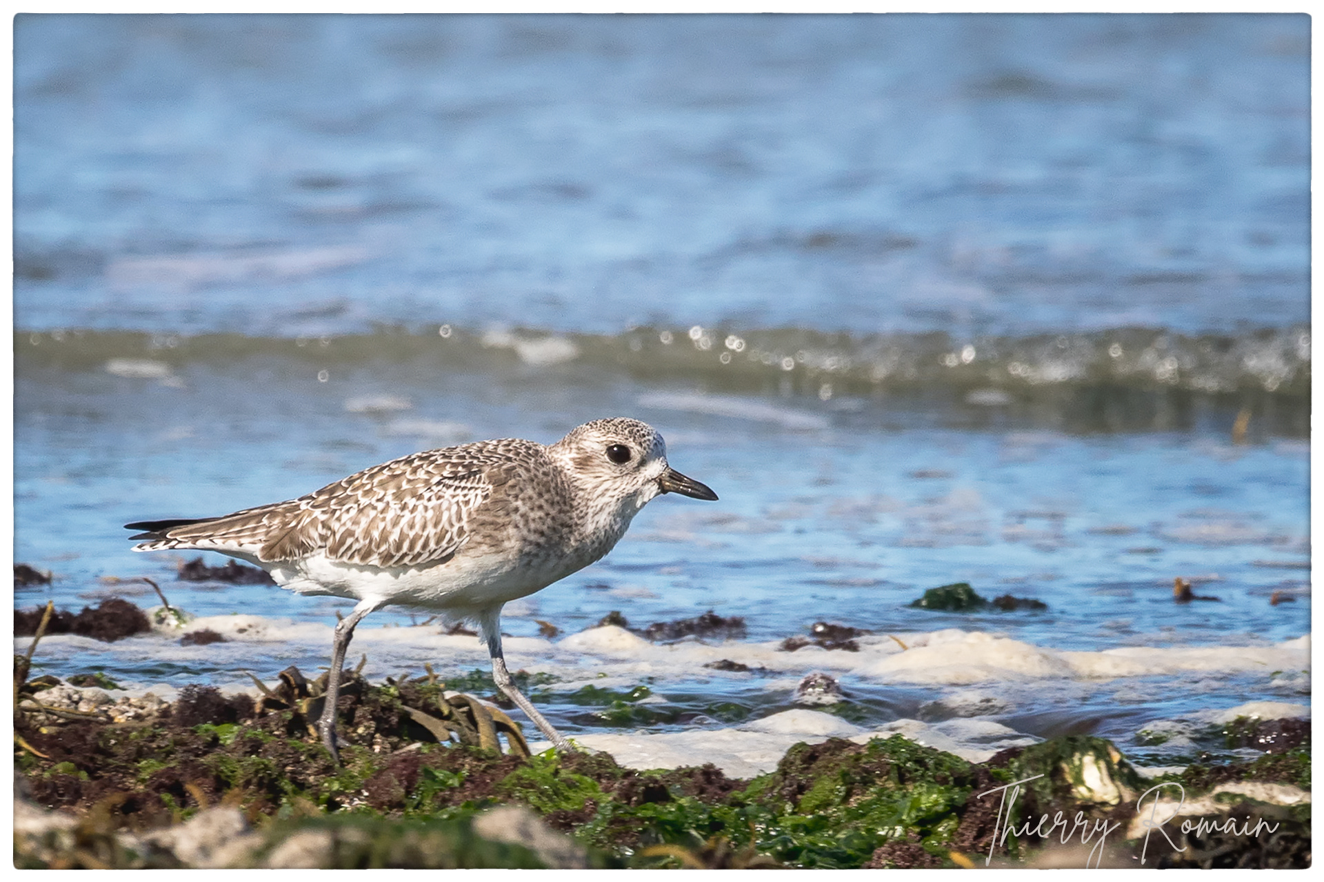 Pluvier argenté - Tridoux