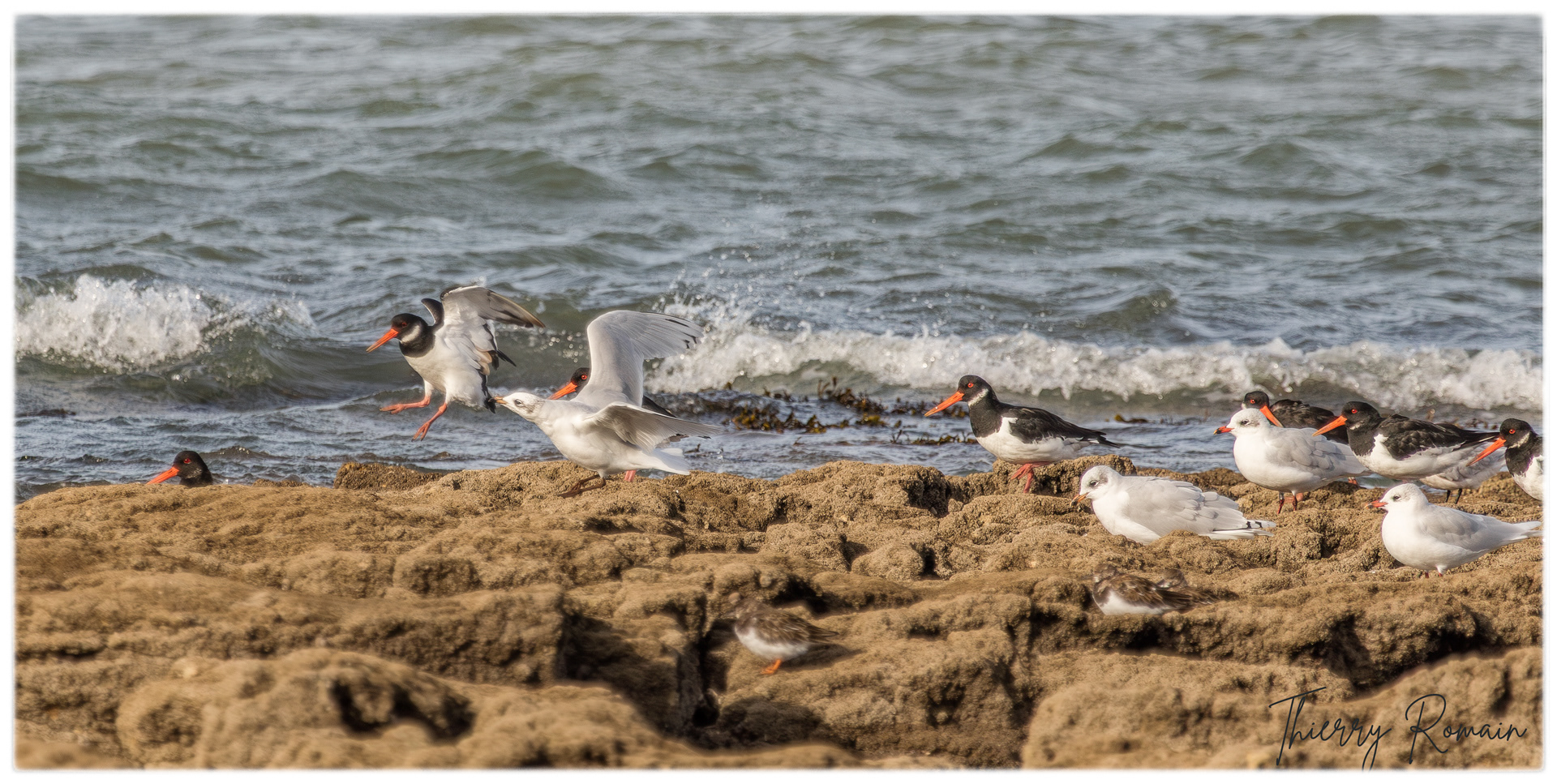Huîtriers pies et Mouettes rieuses (rochers de Jamblet)