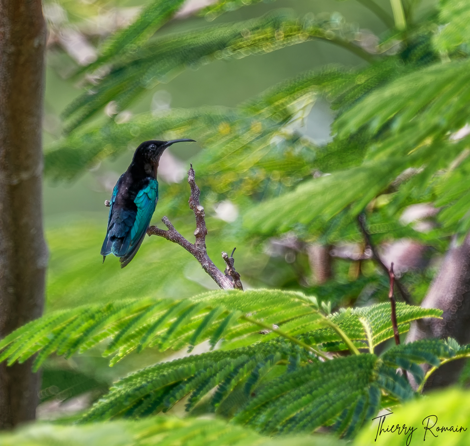 Colibri madère mâle (Martinique-972)