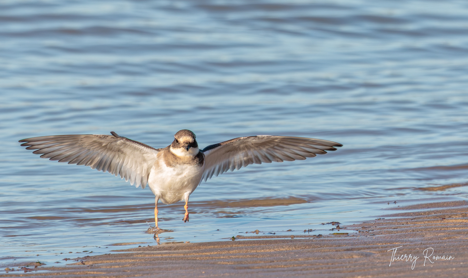 Grand gravelot - plage de Tridoux