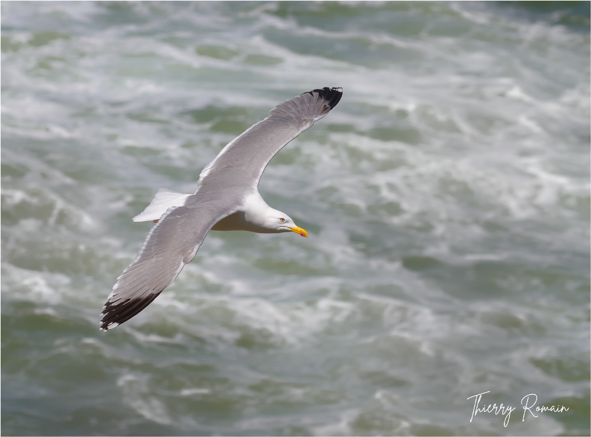 Goéland argenté (64)