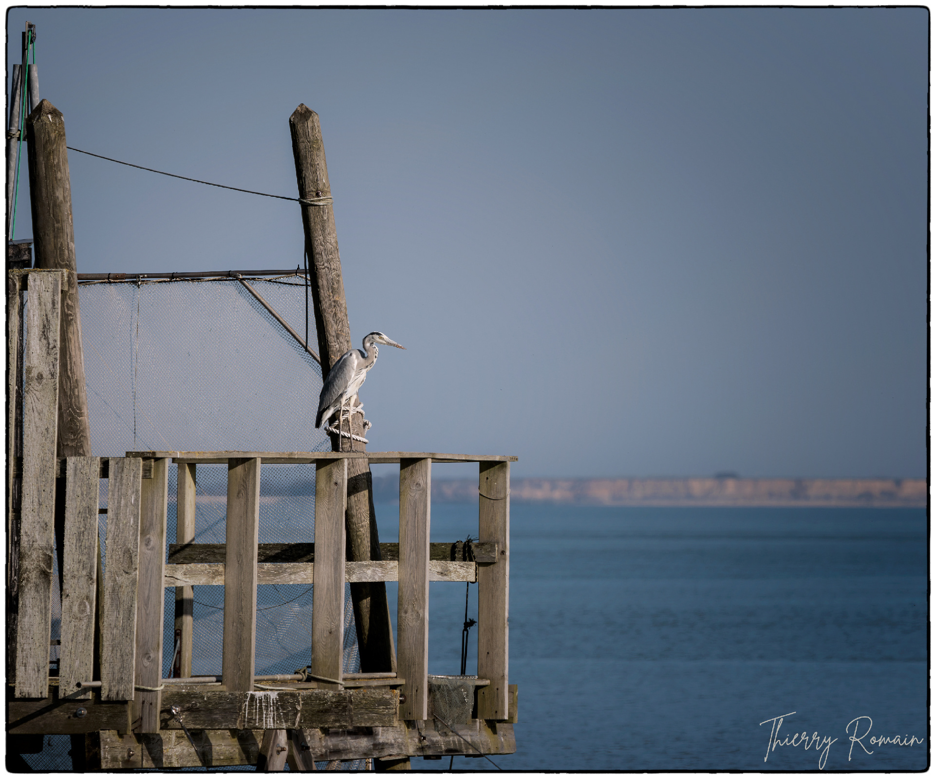 Héron cendré sur un carrelet