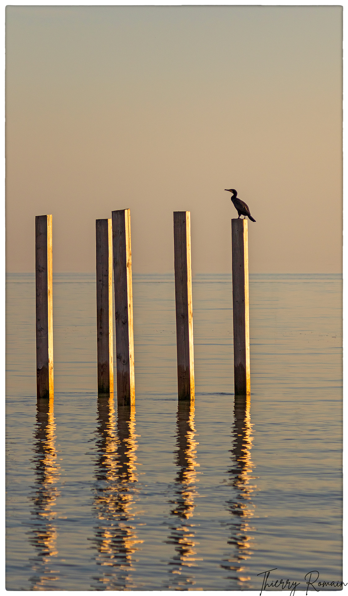 Grand cormoran - Coudepont