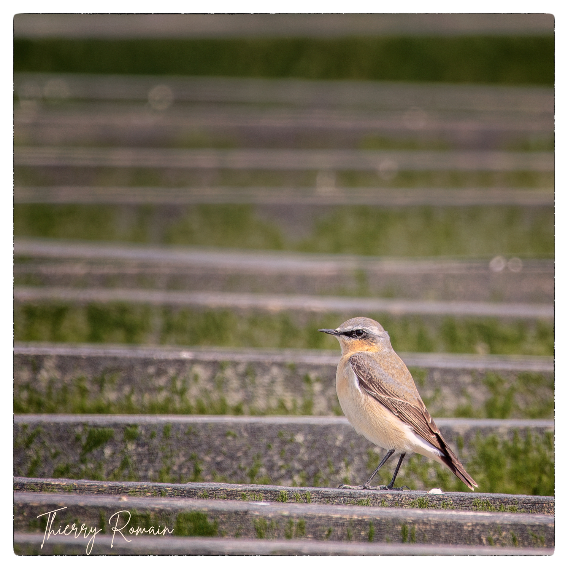 Traquet motteux - Anse du Saillant