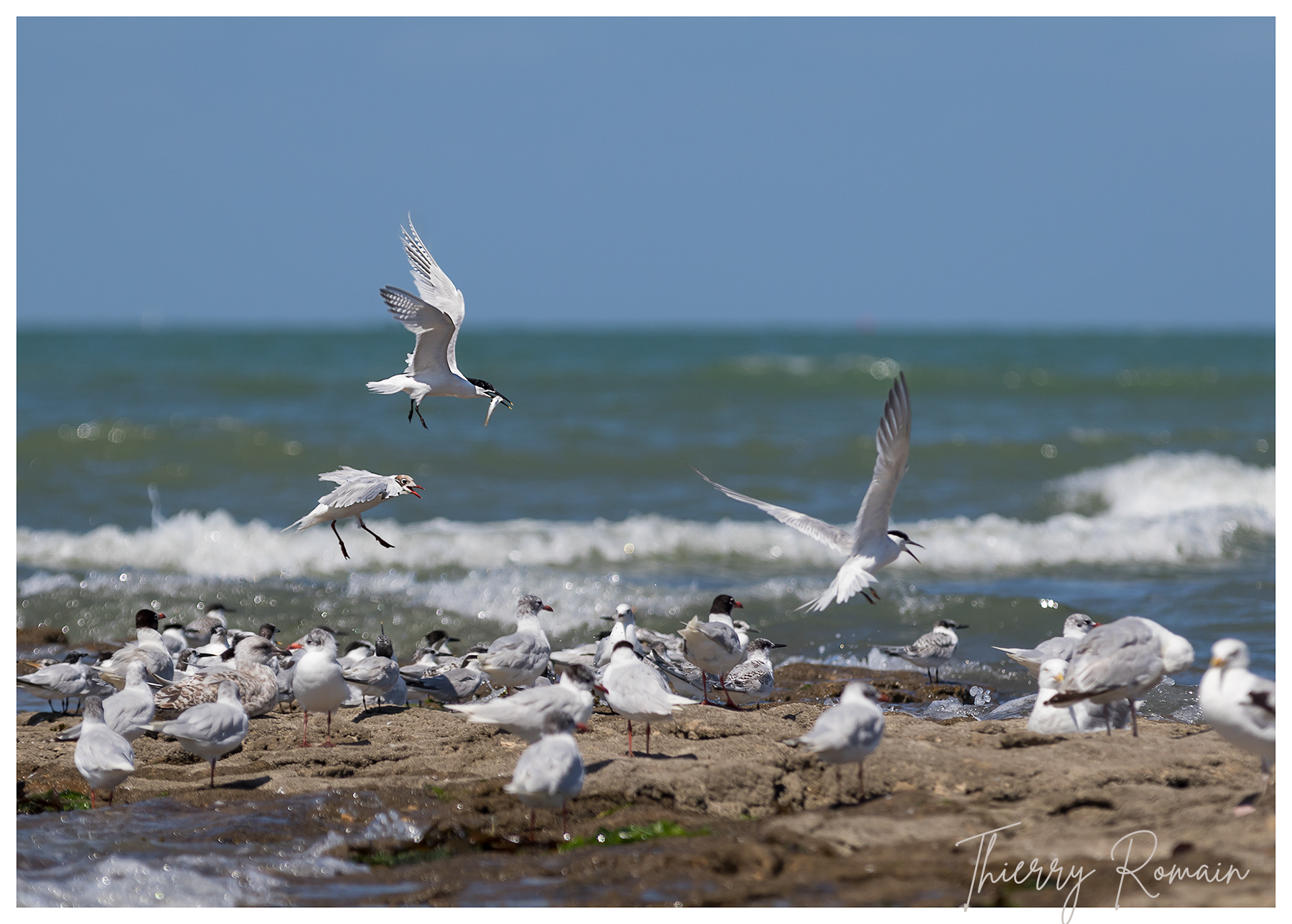 Sternes caugek et Mouettes rieuses