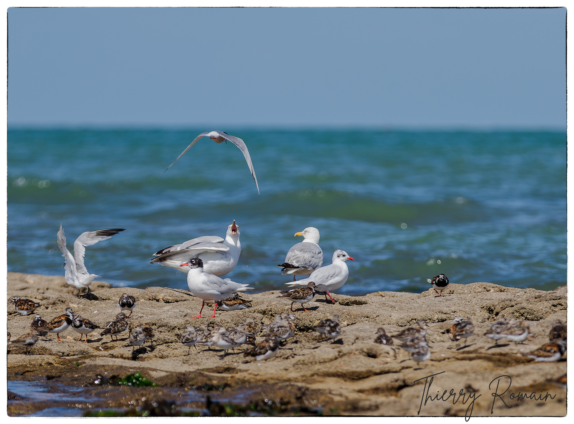 Goélands argentés, Mouettes rieuses et Tournepierres à collier - Jamblet