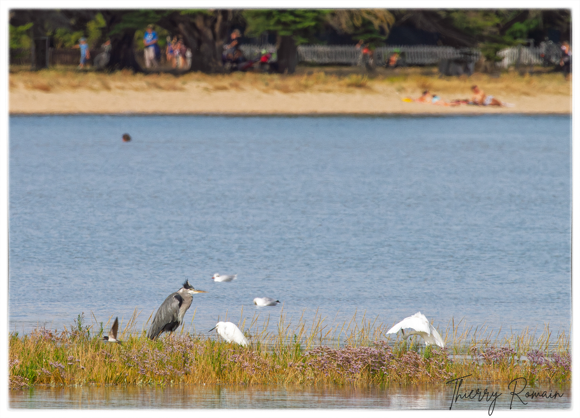 Héron cendré et Aigrettes garzettes (et Hirondelle rustique) - Anse du Saillant