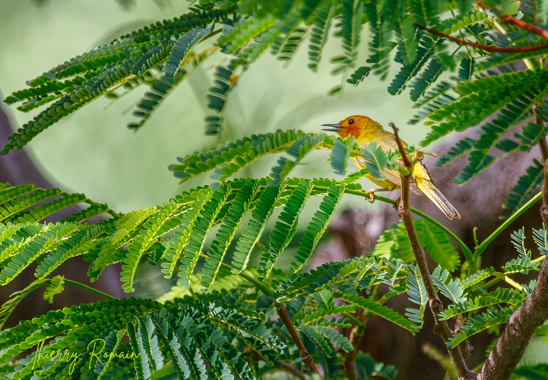 Paruline jaune (Martinique-972)
