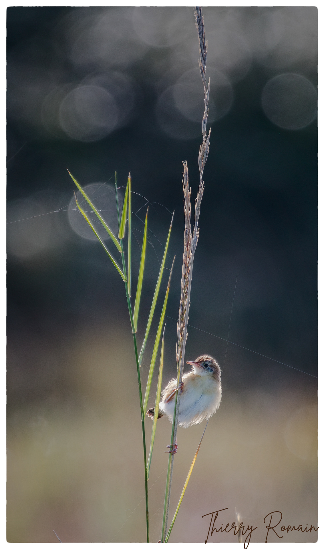 Cisticole des joncs (17)