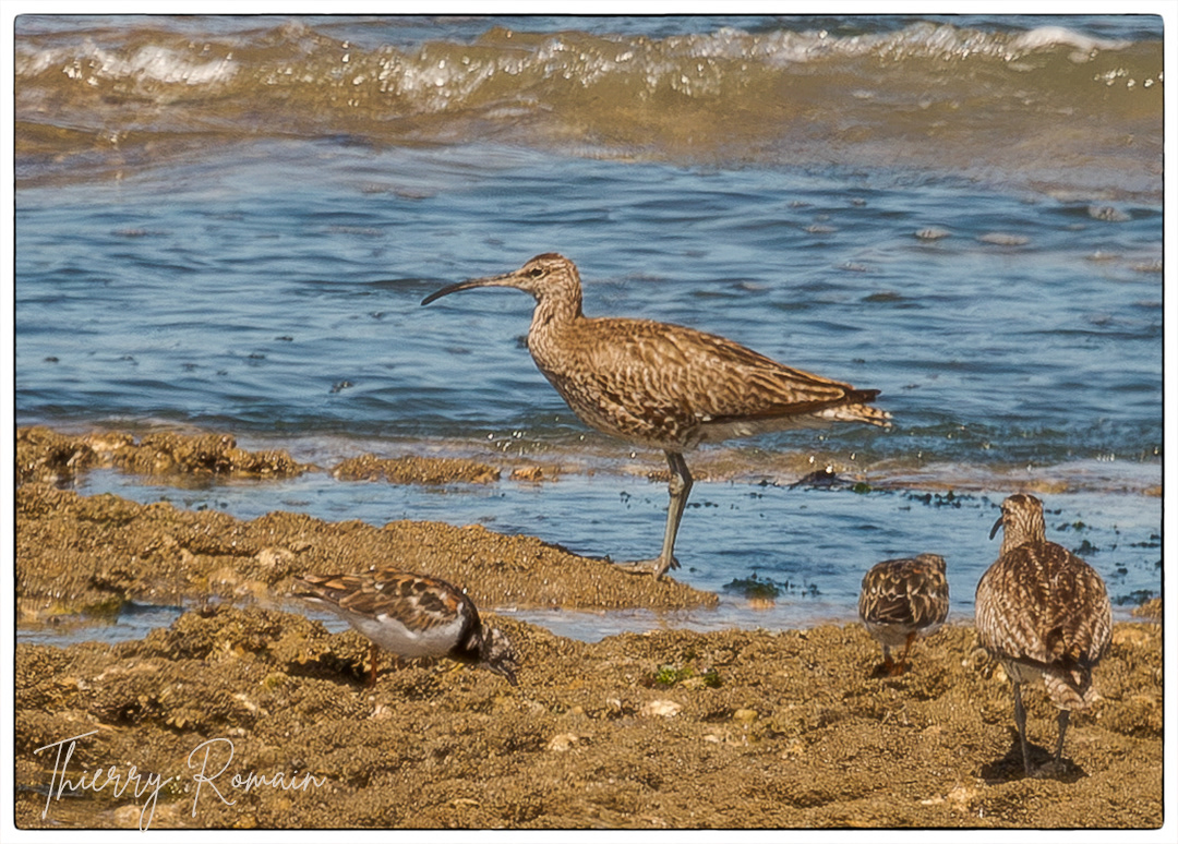 Courlis corlieu et Tournepierre à collier - rochers de Jamblet