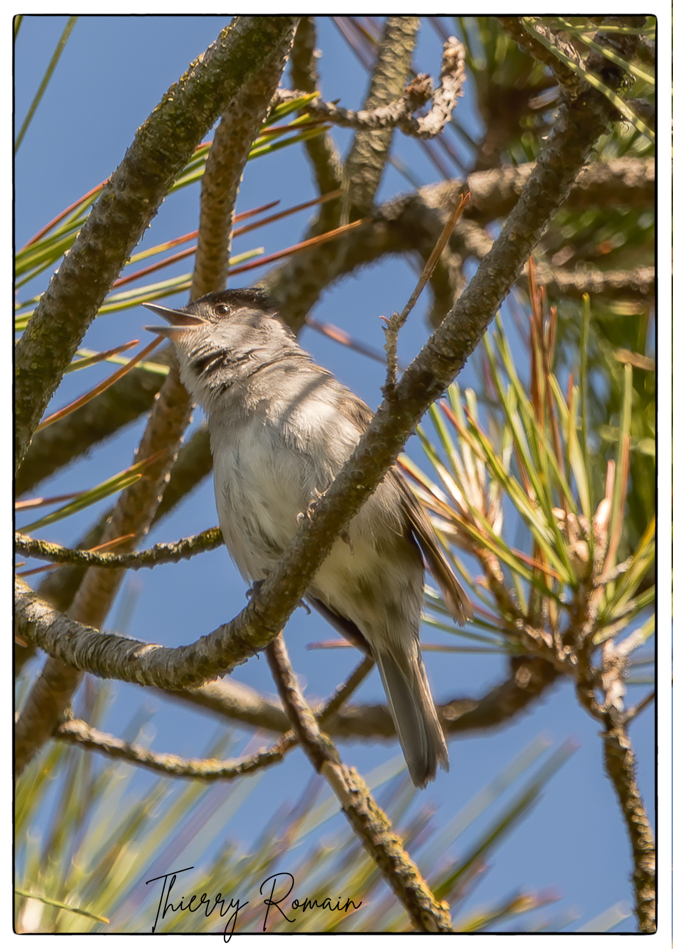 Fauvette à tête noire près du Fort Liédot