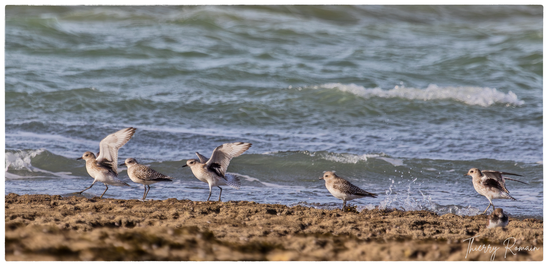 Pluviers argentés - Jamblet