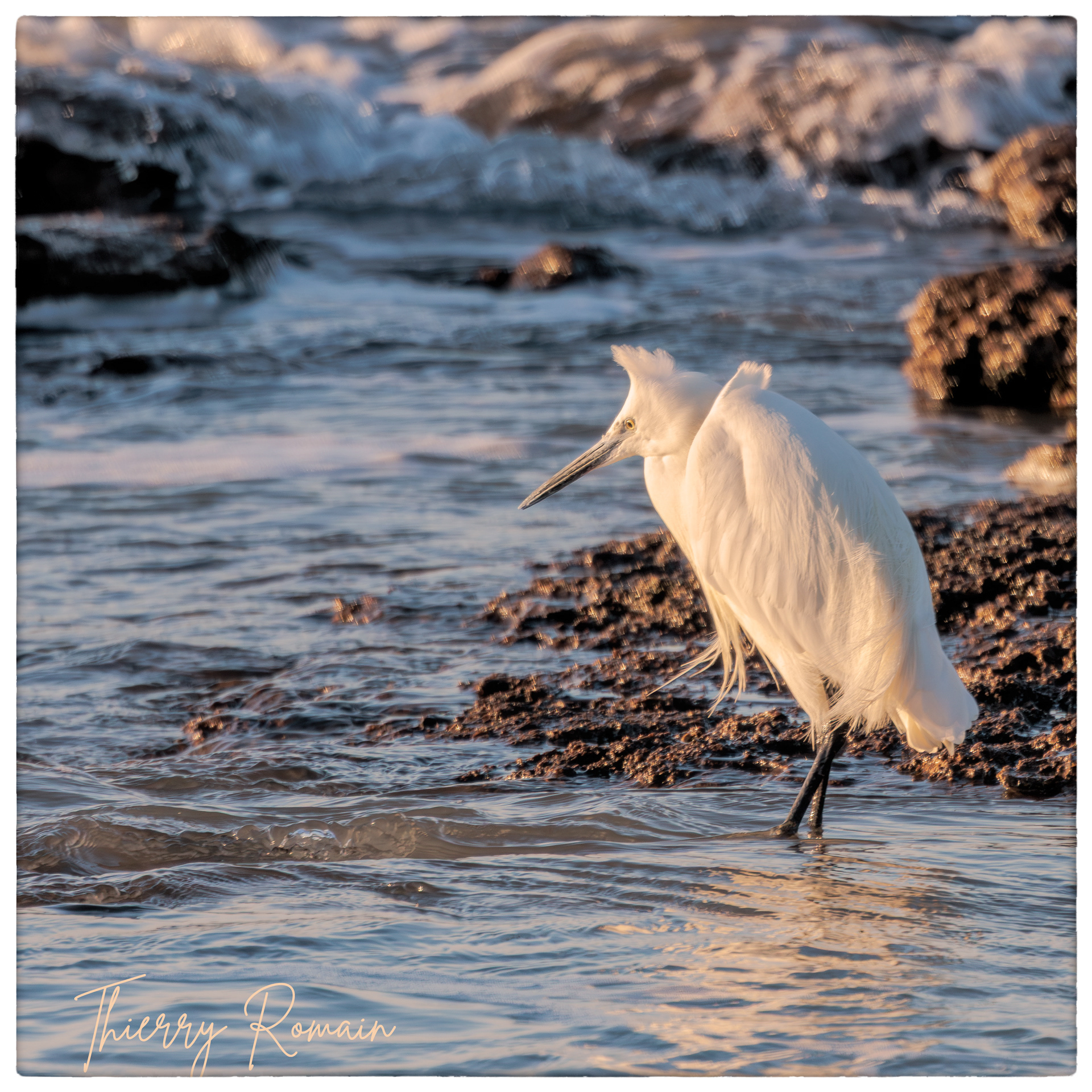 Aigrette garzette - Jamblet