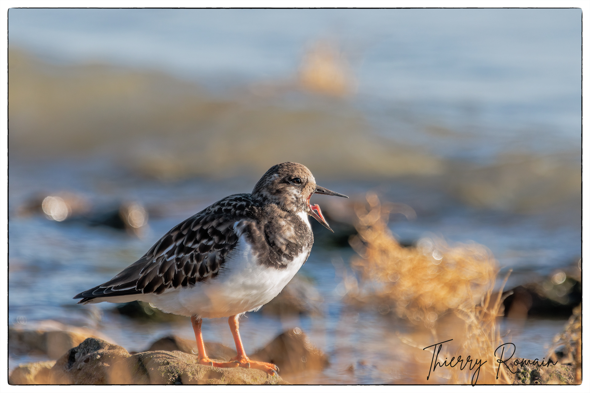 Tournepierre à collier - Jamblet
