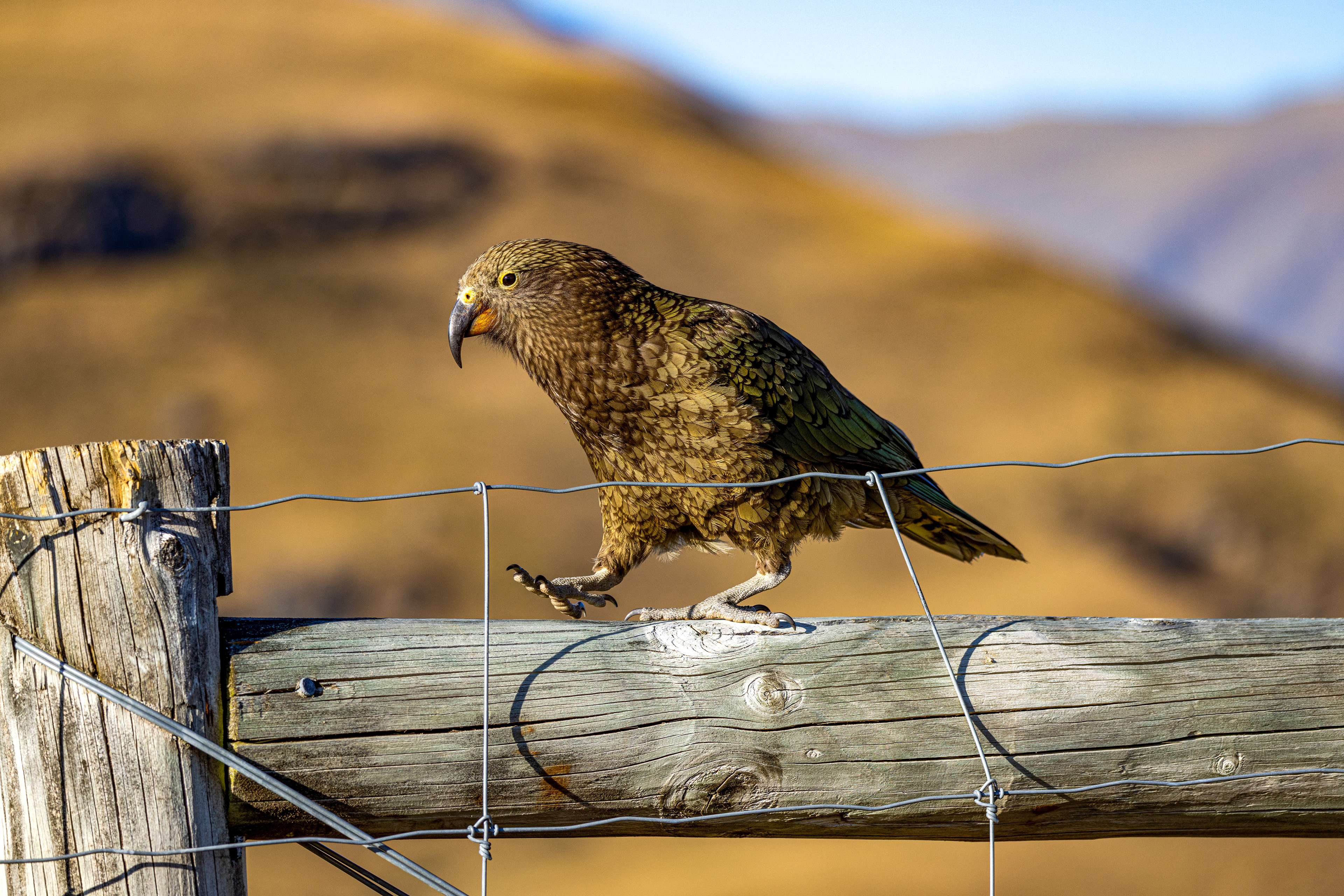 West Wanaka Station, New Zealand