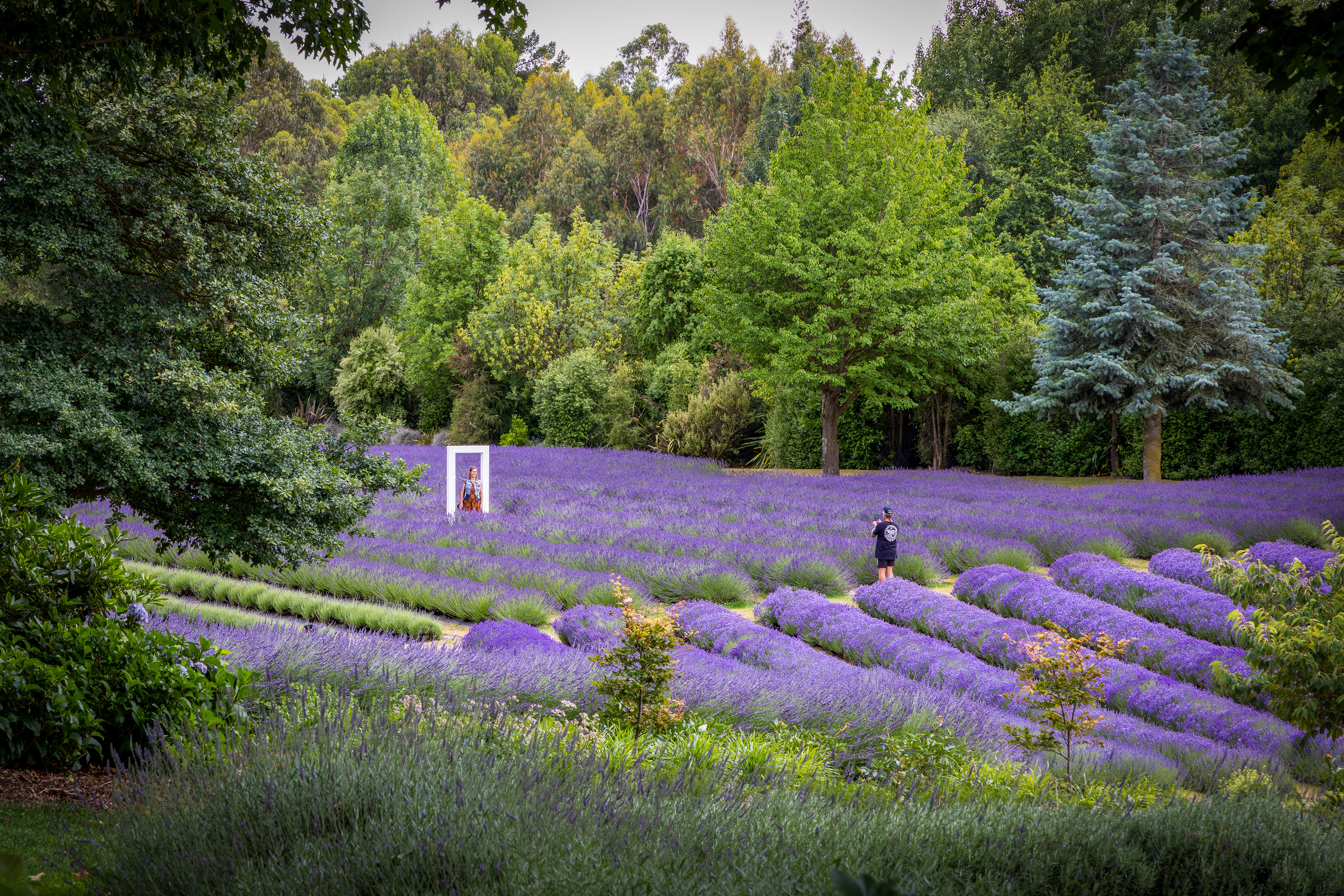 Wanaka Lavender Farm, New Zealand