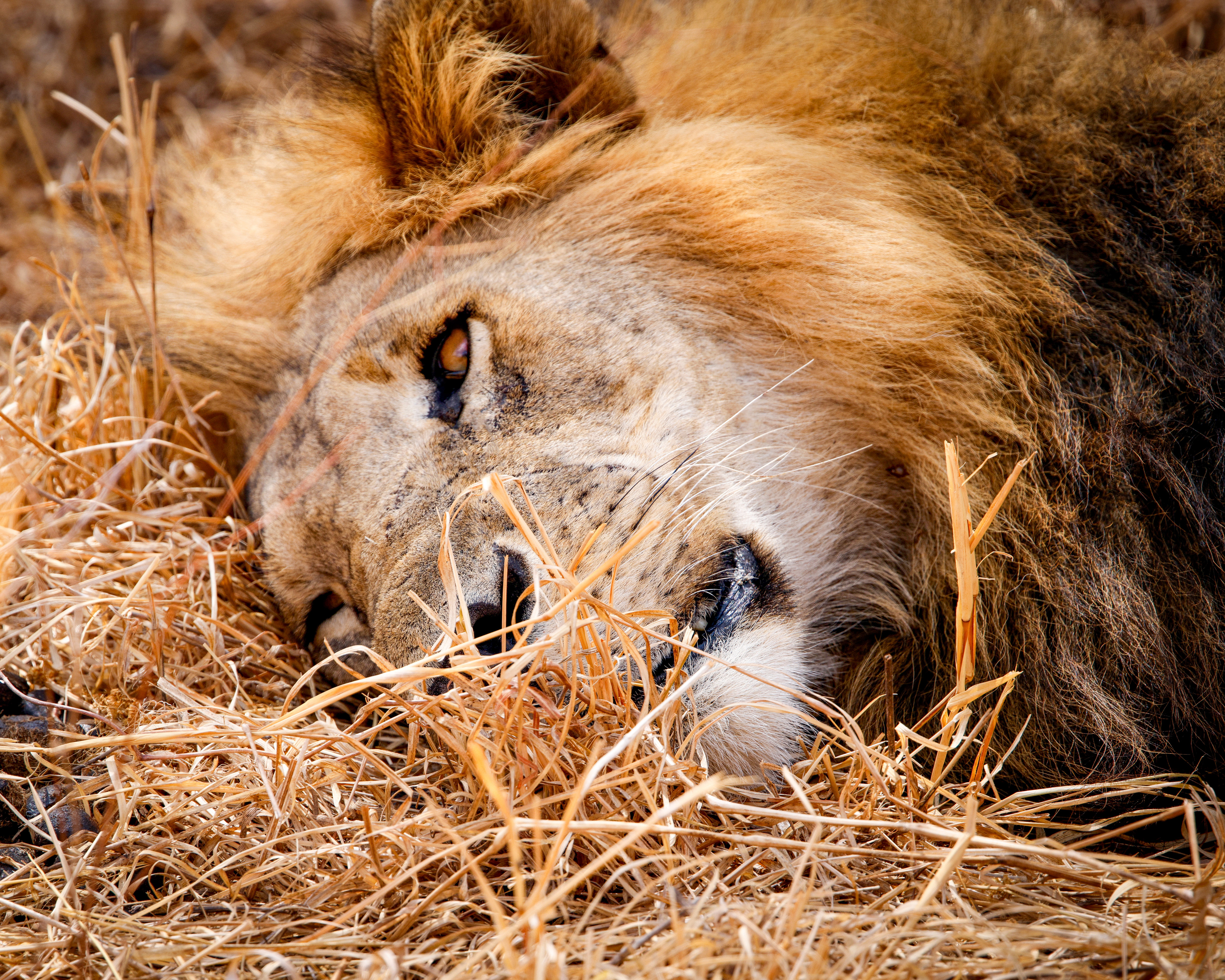 Tarangine National Park, Tanzania
