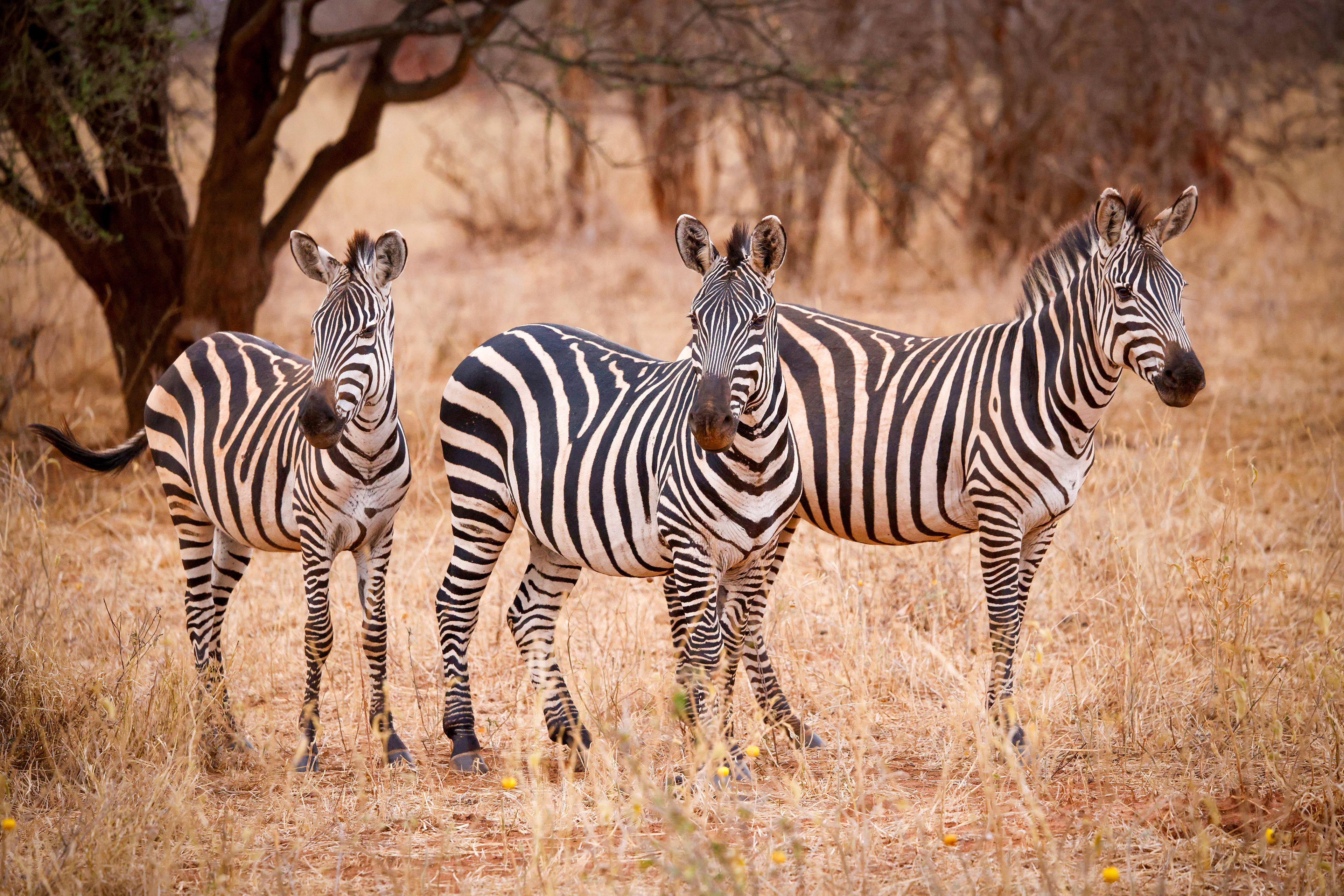 Tarangine National Park, Tanzania
