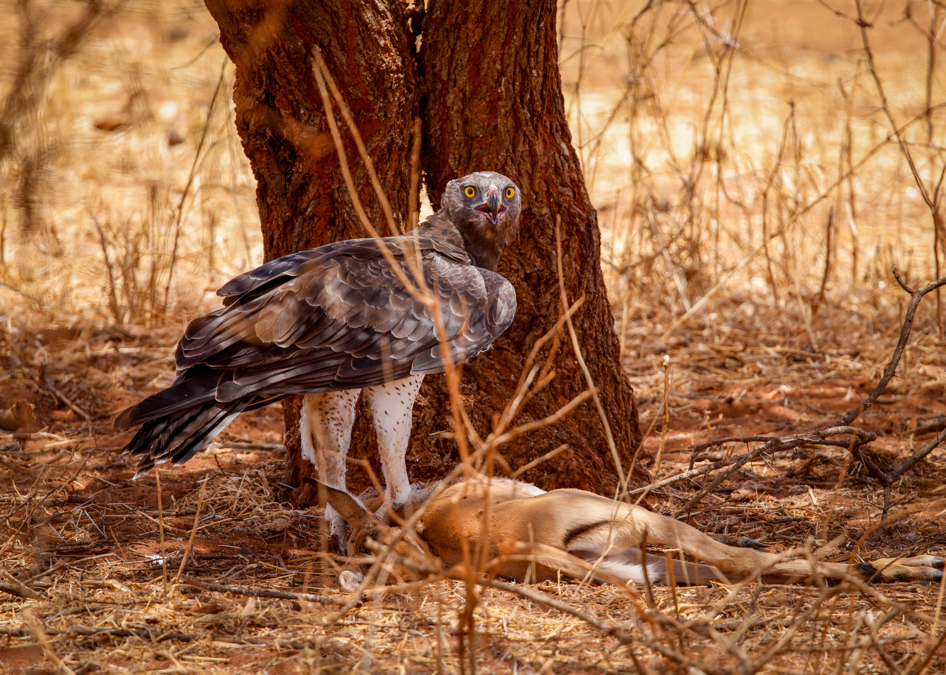 Tarangine National Park, Tanzania