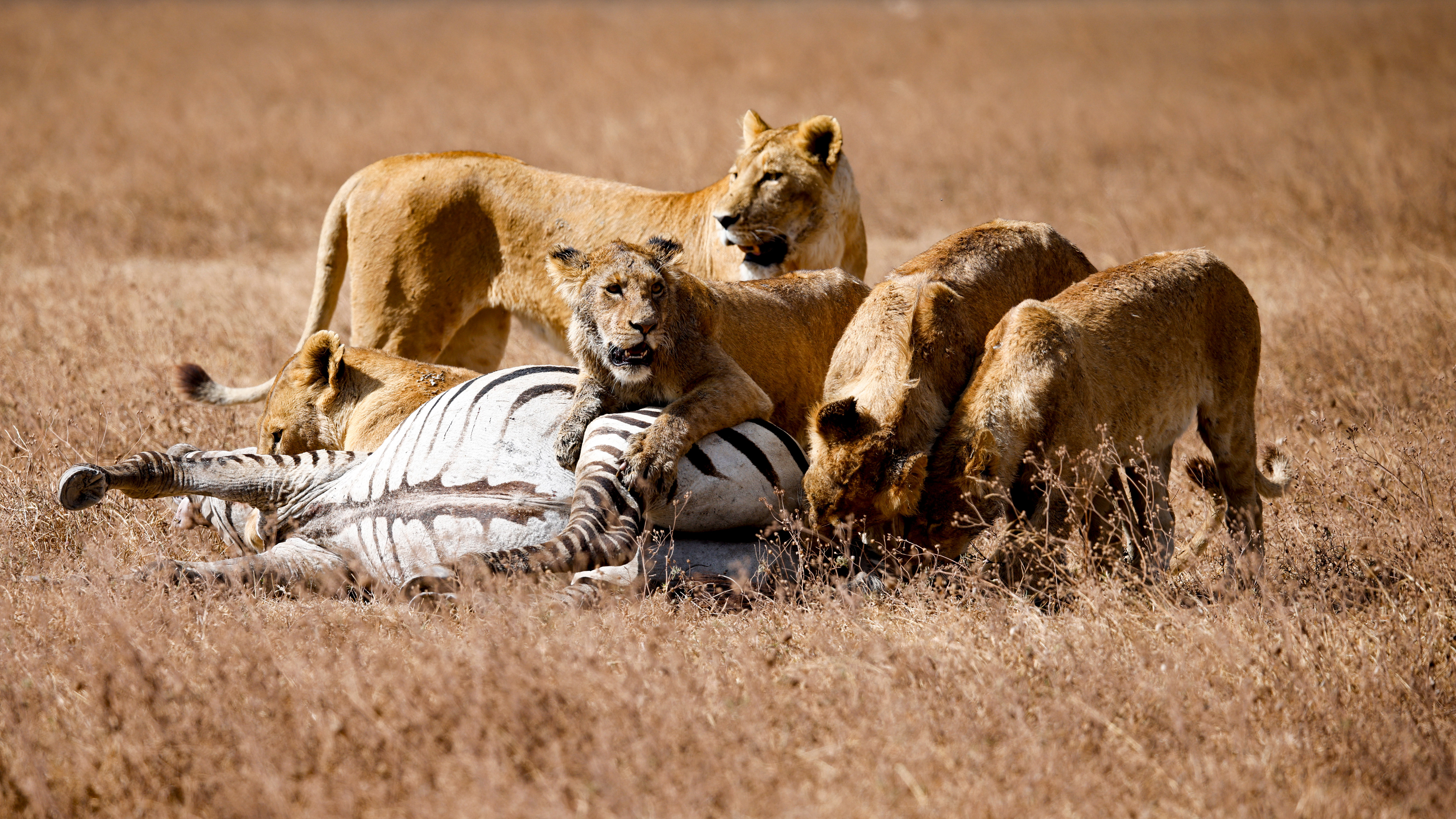 Ngorongoro Crater, Tanzania