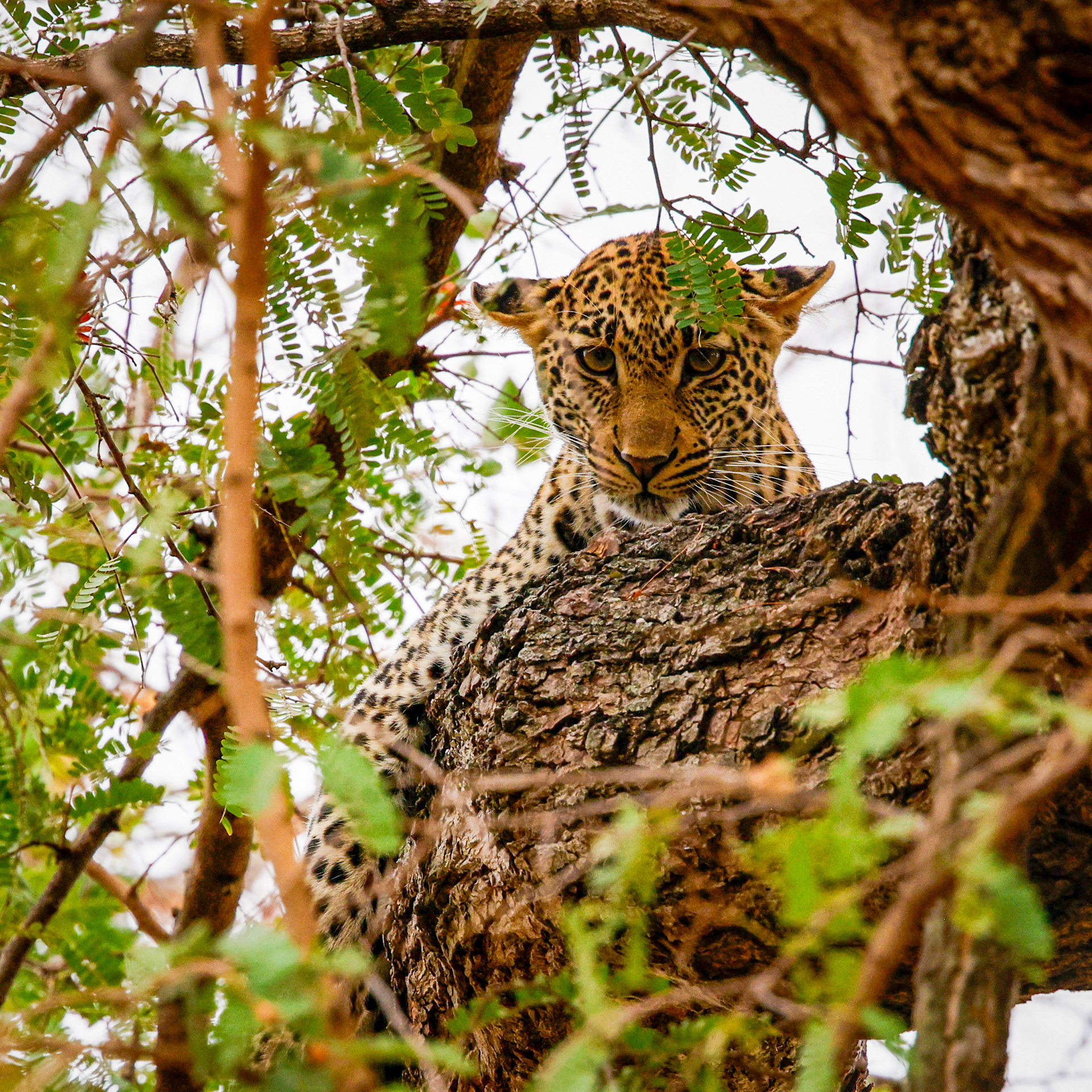 Tarangine National Park, Tanzania