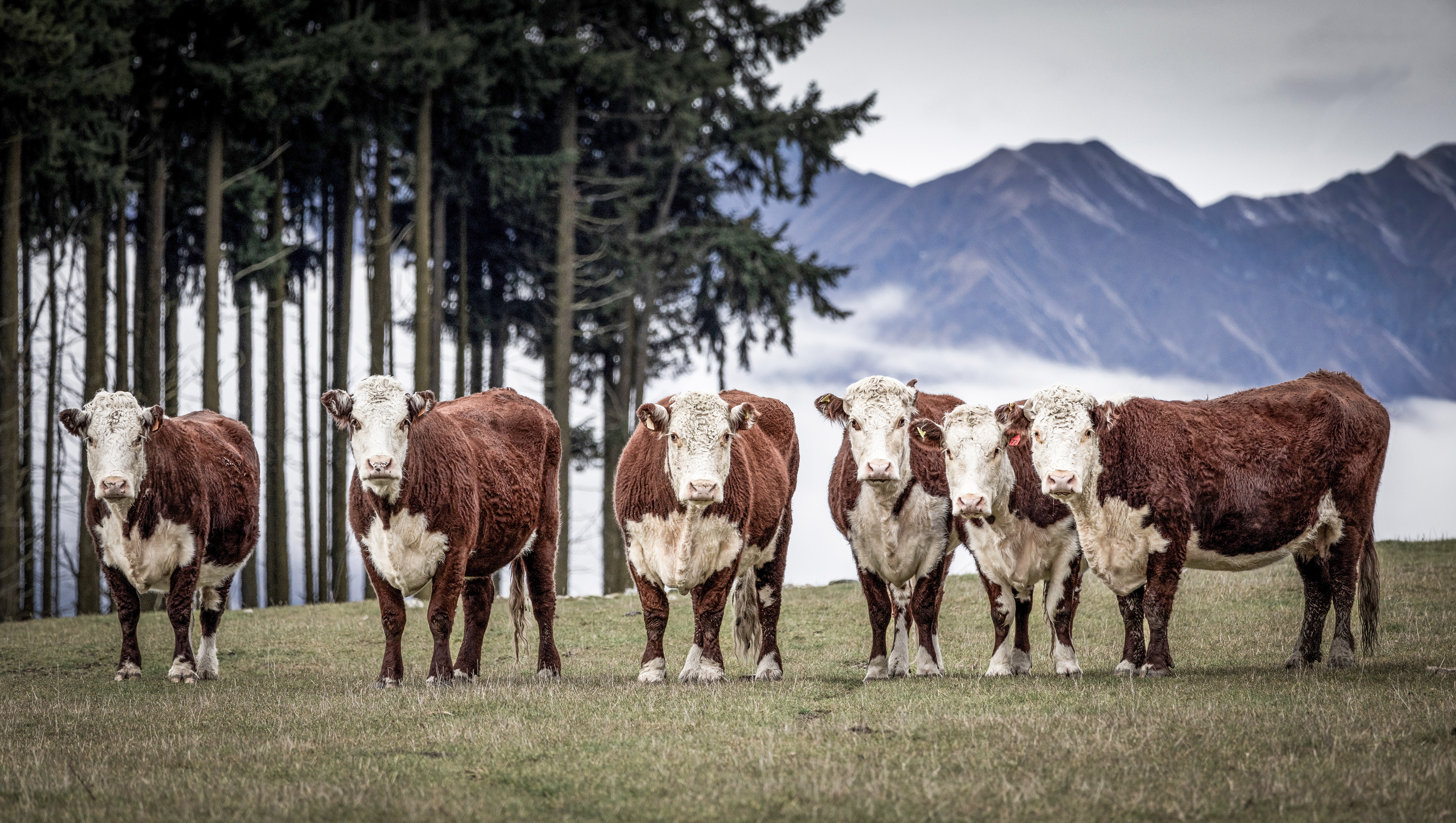 Mt Aspiring Road, Wanaka