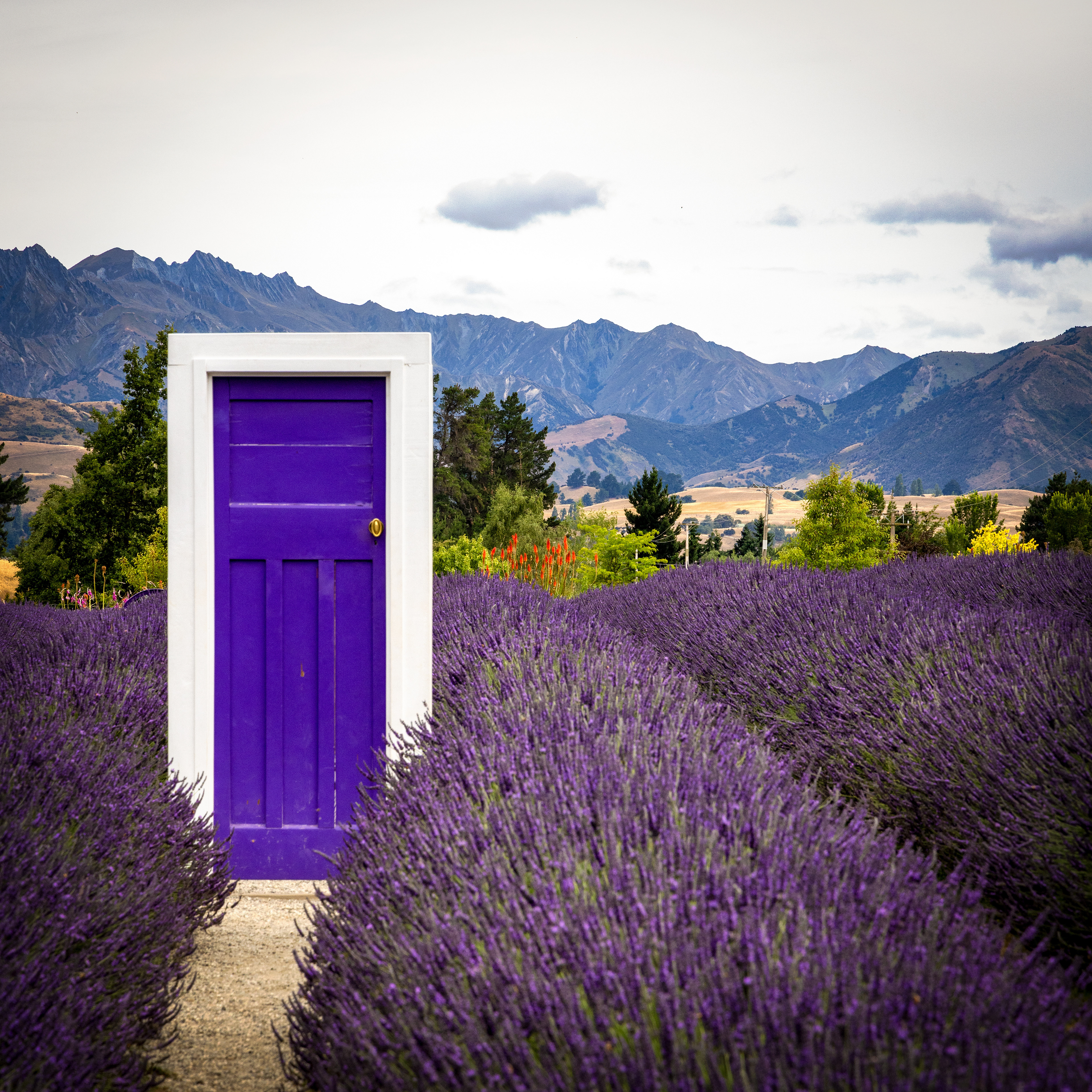 Wanaka Lavender Farm, New Zealand