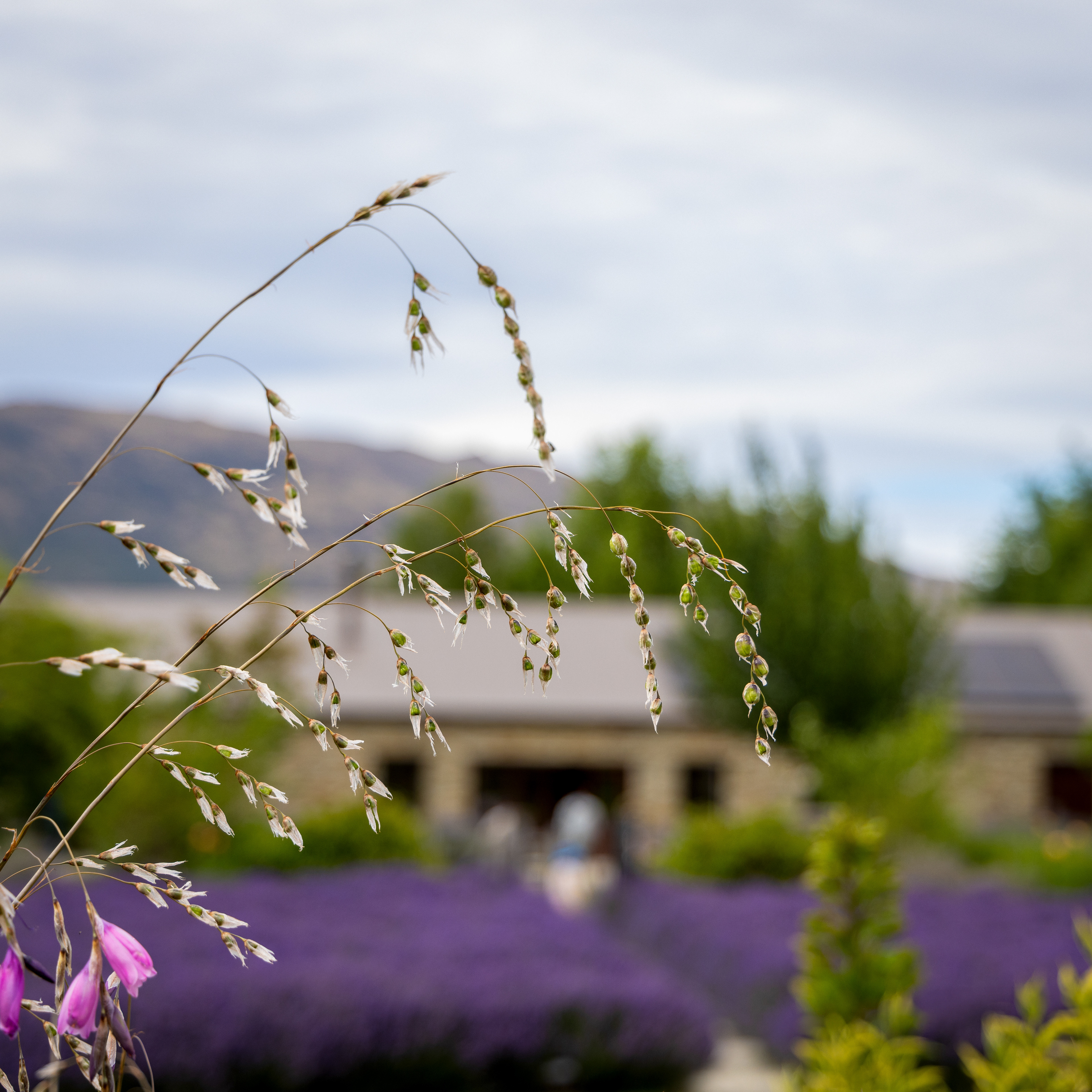 Wanaka Lavender Farm, New Zealand