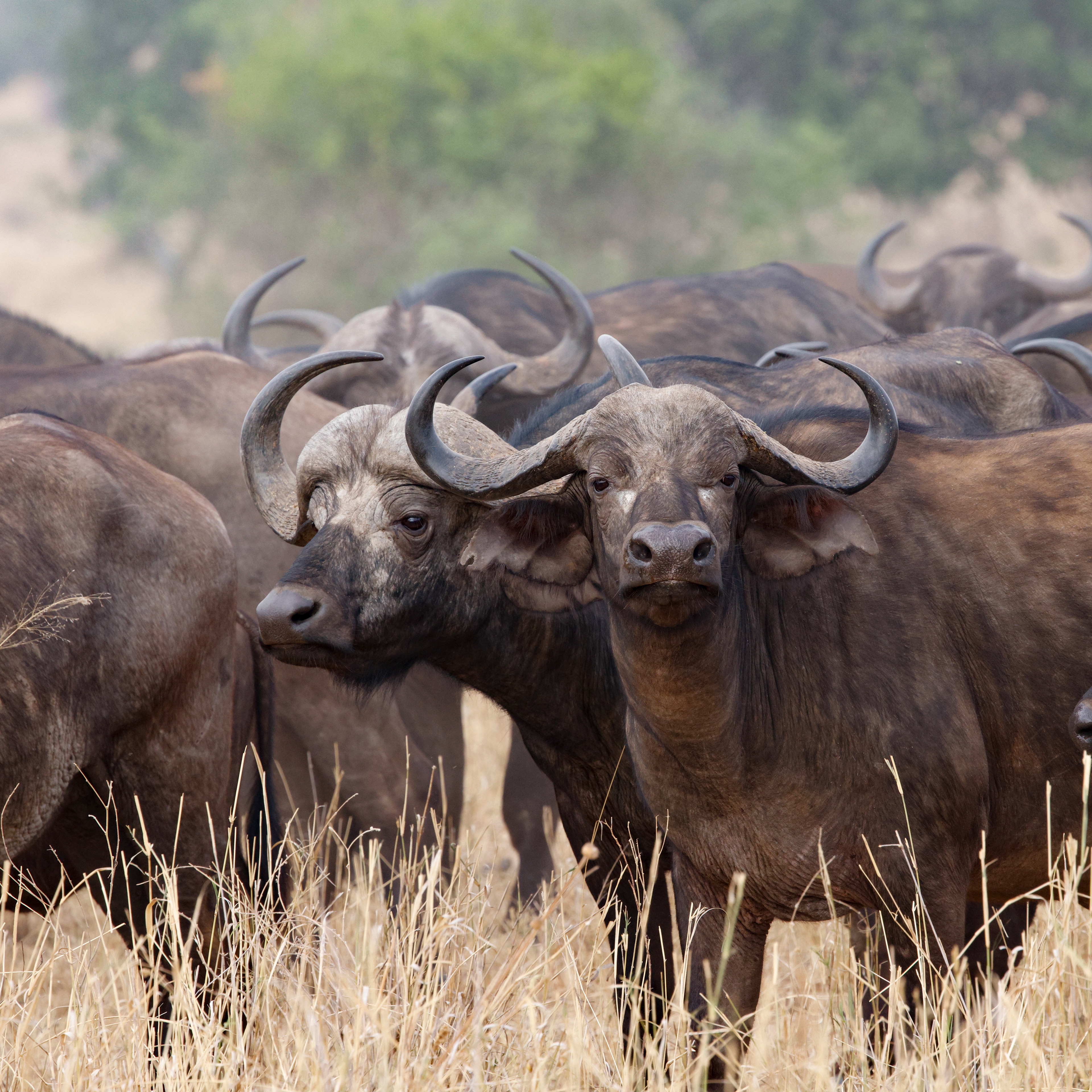 Tarangine National Park, Tanzania