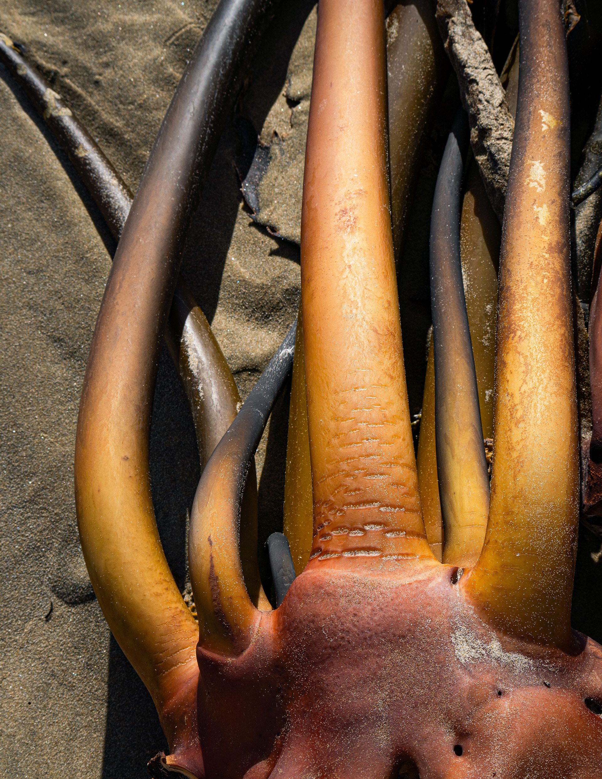 Seaweed, Catlins, New Zealand